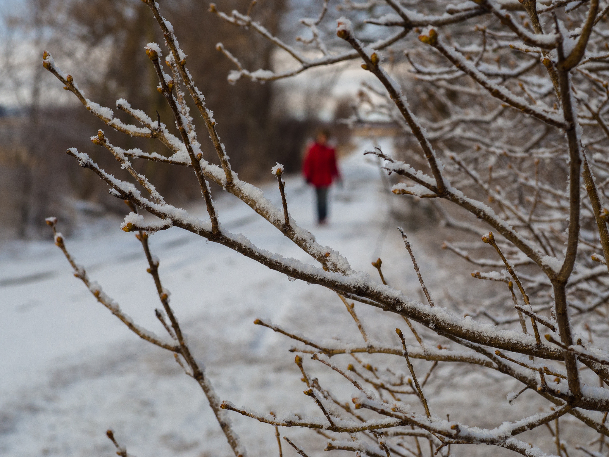 Olympus PEN E-PL6 + Sigma 60mm F2.8 DN Art sample photo. Morning walk photography