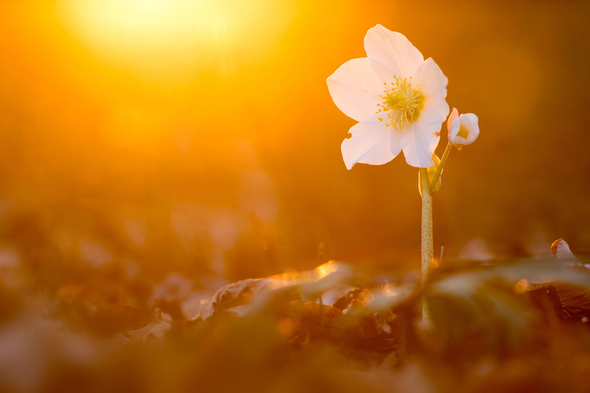 Minolta AF 28-85mm F3.5-4.5 New sample photo. Helleborus niger photography