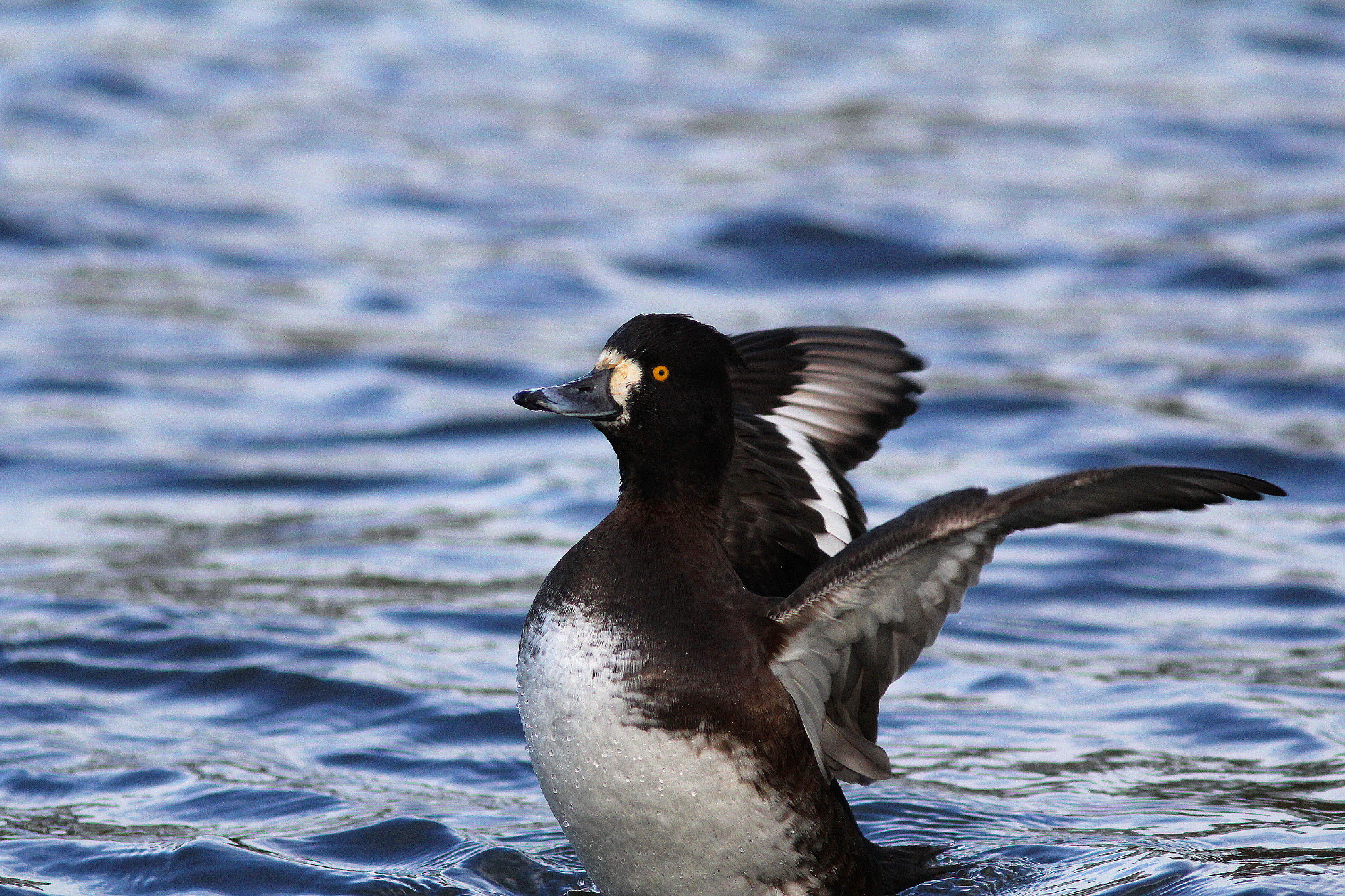 Canon EF 300mm F4L IS USM sample photo. Female tufted duck photography