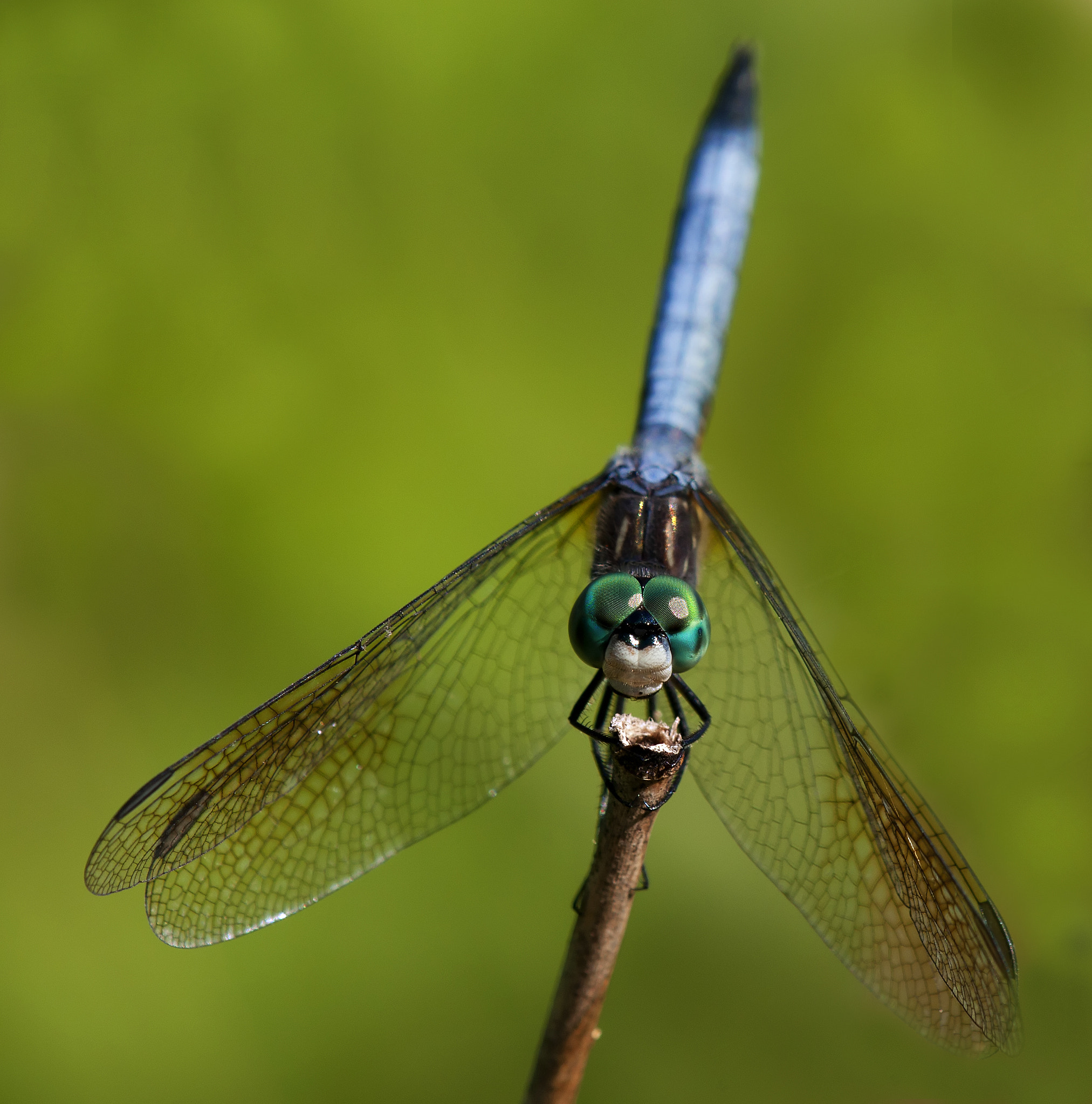 Tamron SP AF 180mm F3.5 Di LD (IF) Macro sample photo. Dasher 455 photography