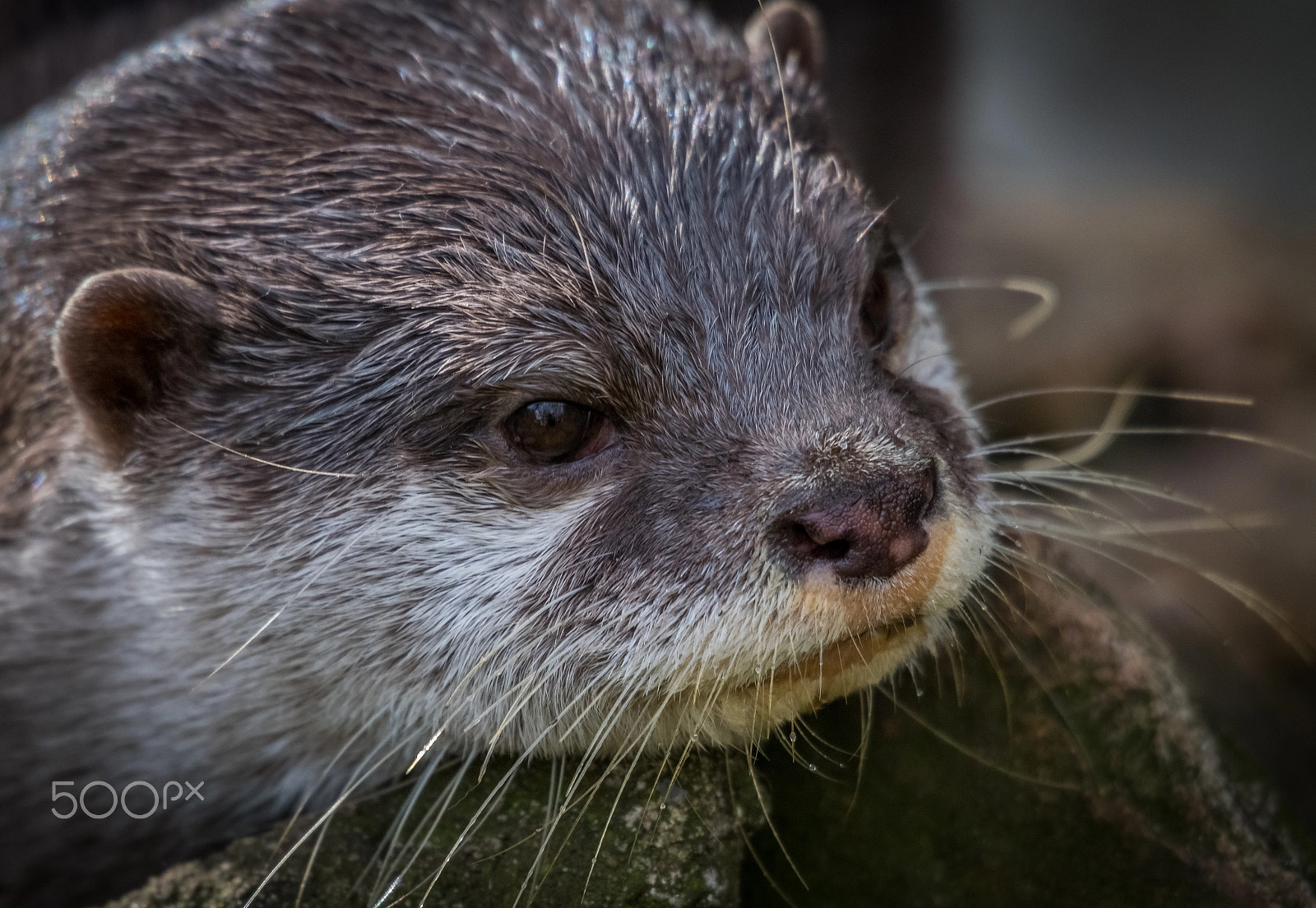 Sigma 50-500mm F4.5-6.3 DG OS HSM sample photo. Otter photography