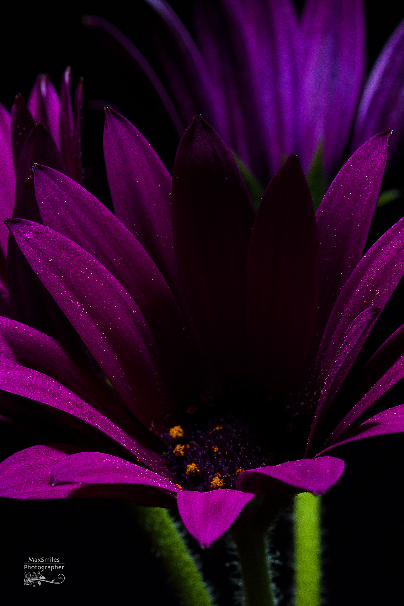 Sigma 105mm F2.8 EX DG OS HSM sample photo. Purple violet... photography