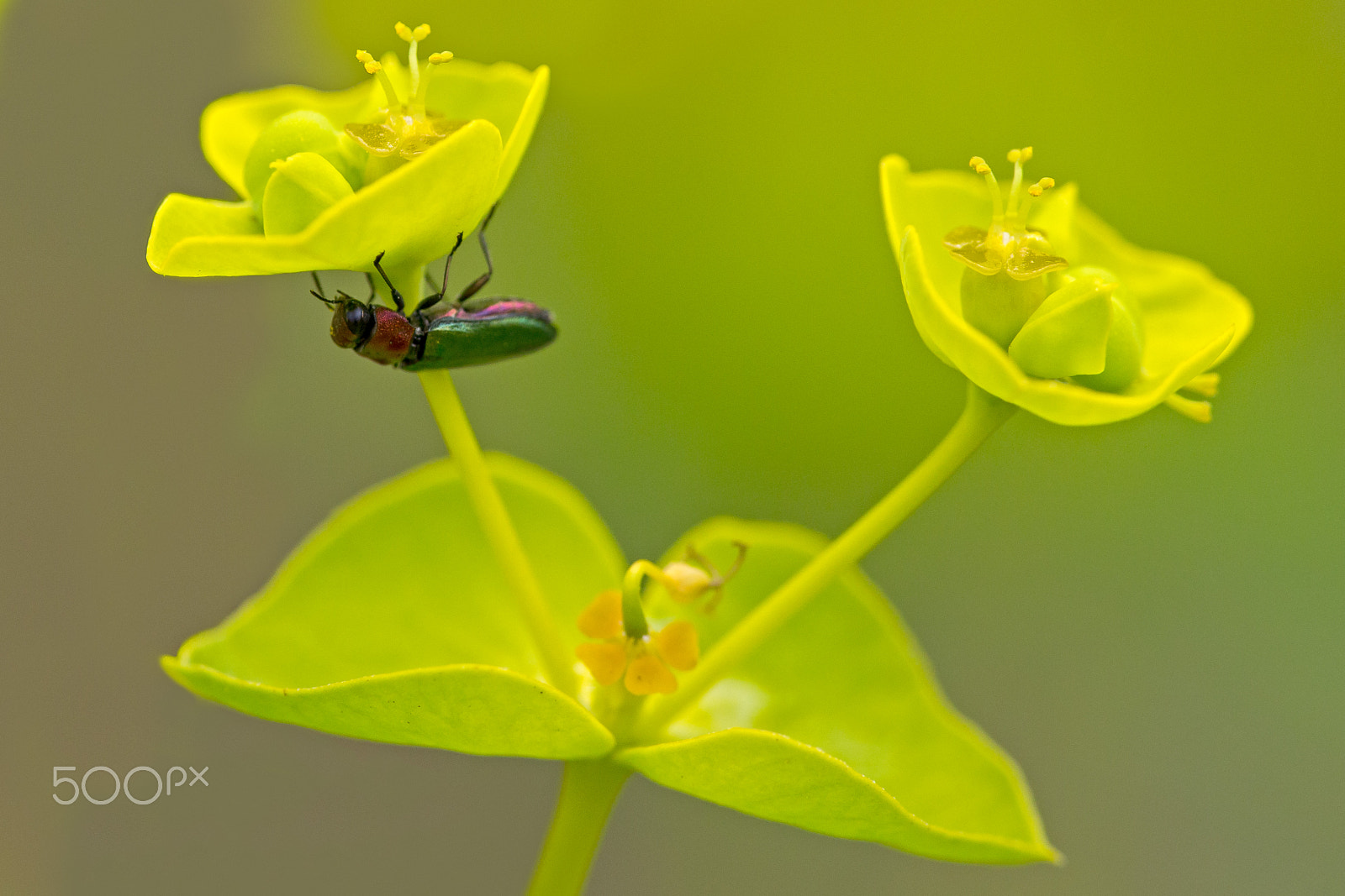 Canon EF 180mm F3.5L Macro USM sample photo. Female anthaxia nitidula on euphorbia seguieriana photography