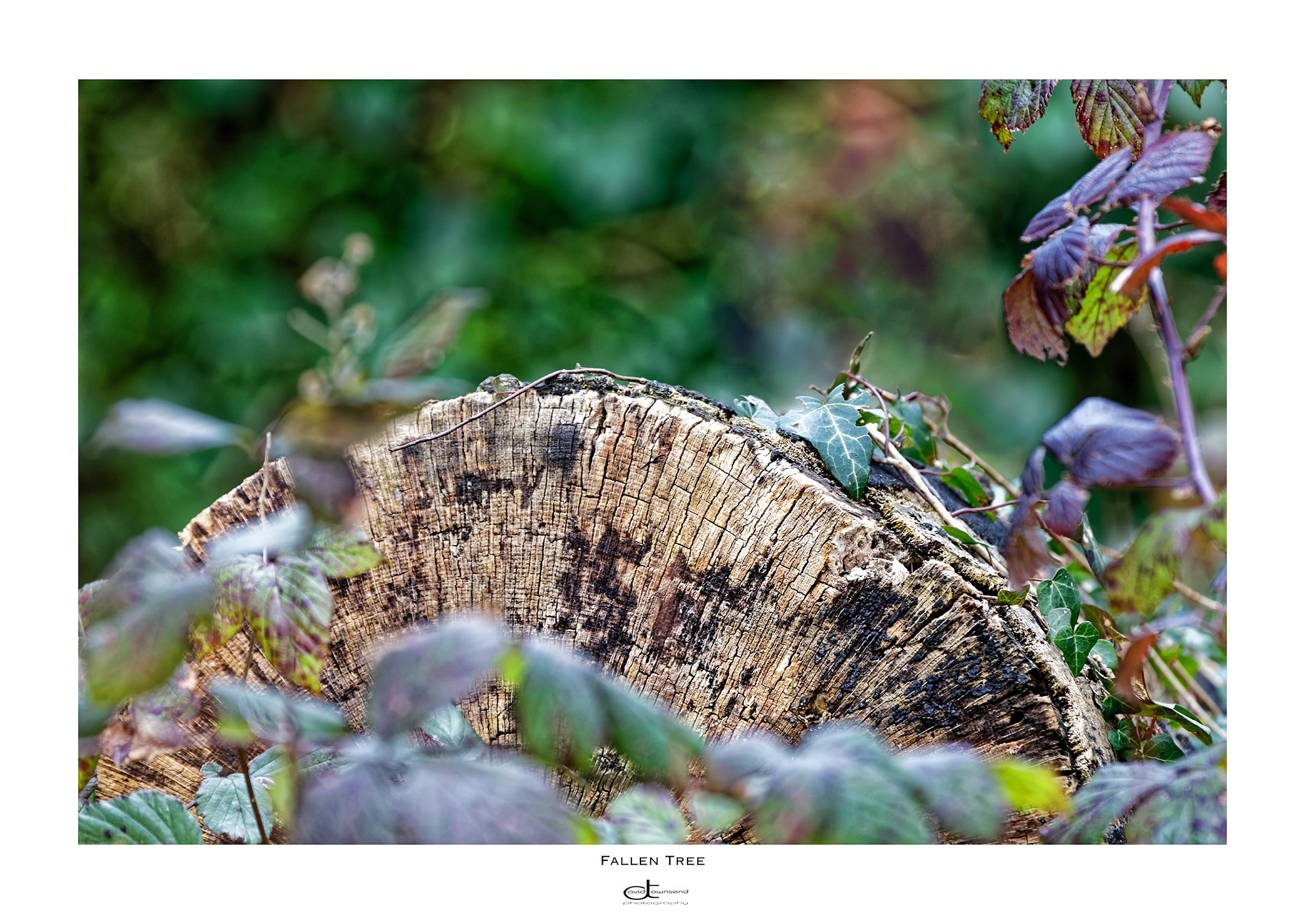 Canon EOS 5DS R + Canon EF 70-200mm F2.8L IS II USM sample photo. Fallen tree, found during a walk in king george vi park today. ramsgate photography