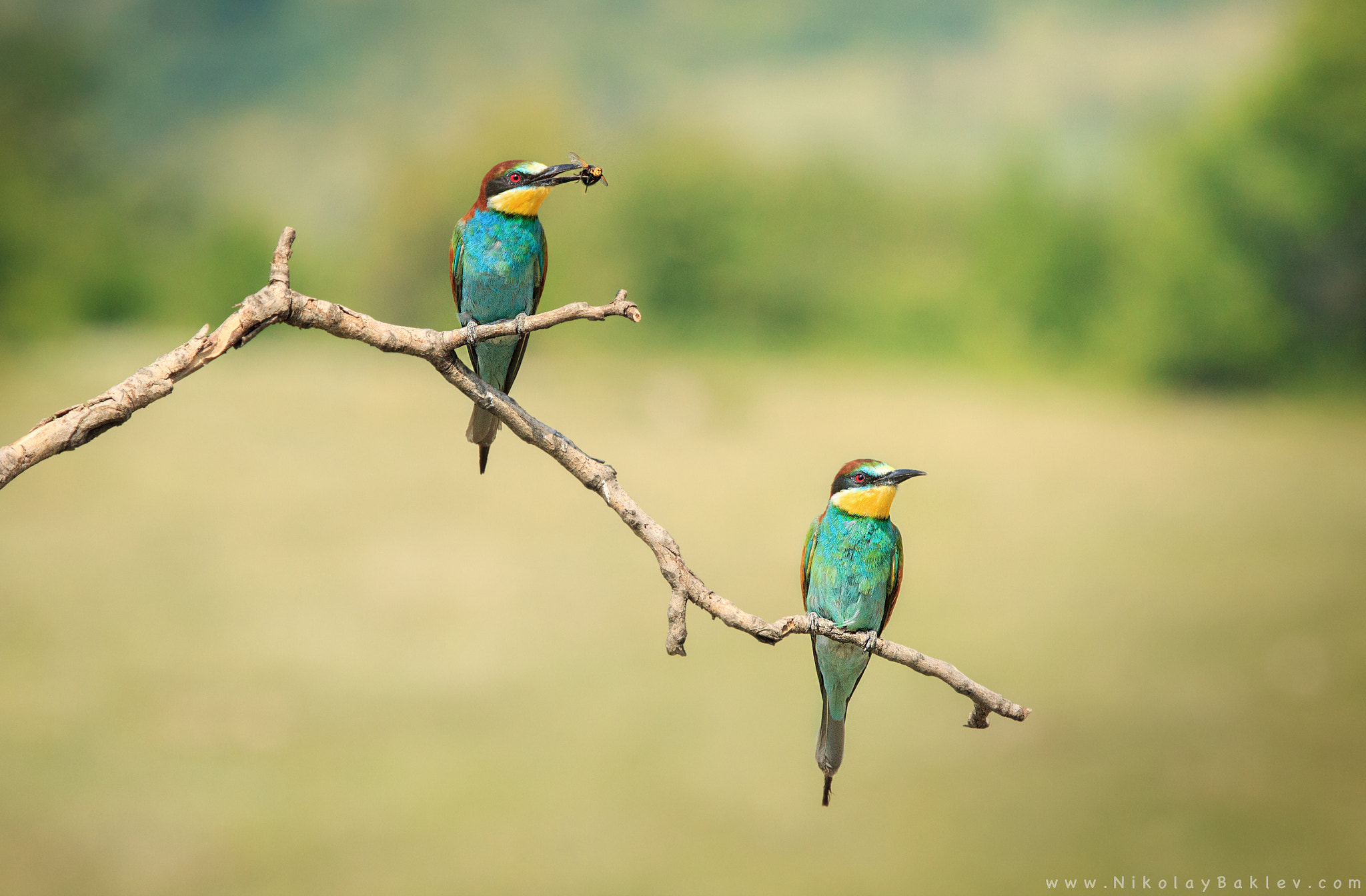 Canon EF 100-400mm F4.5-5.6L IS USM sample photo. Bee-eaters photography
