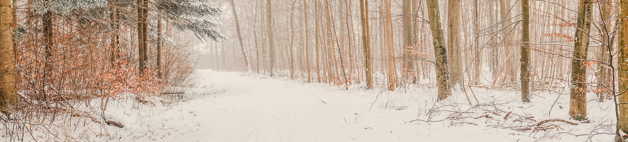Sony a7R + Minolta AF 50mm F1.4 [New] sample photo. Winter scenery in a forest with snow photography