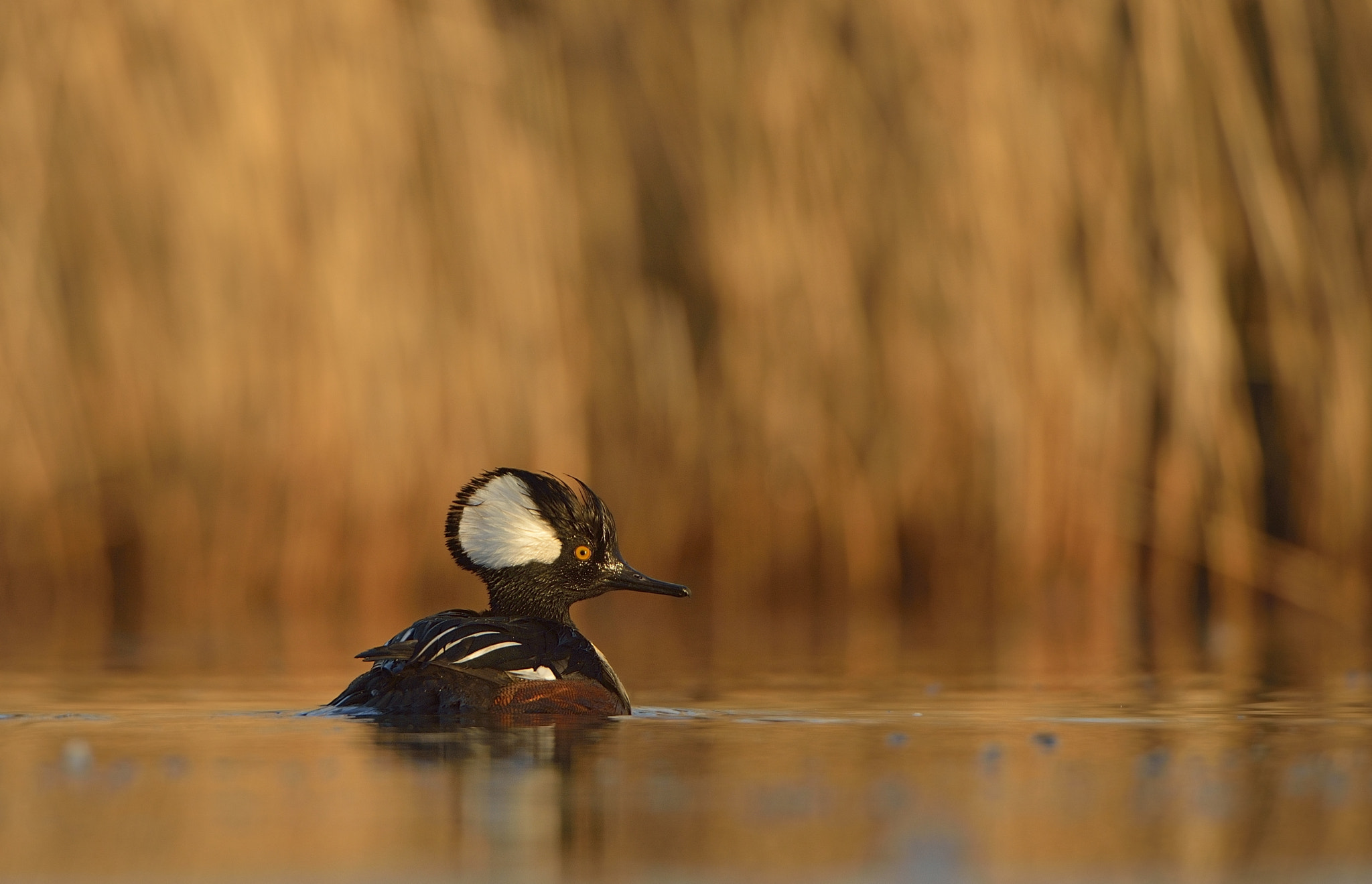 Nikon AF-S Nikkor 200-400mm F4G ED-IF VR sample photo. Hooded merganser photography