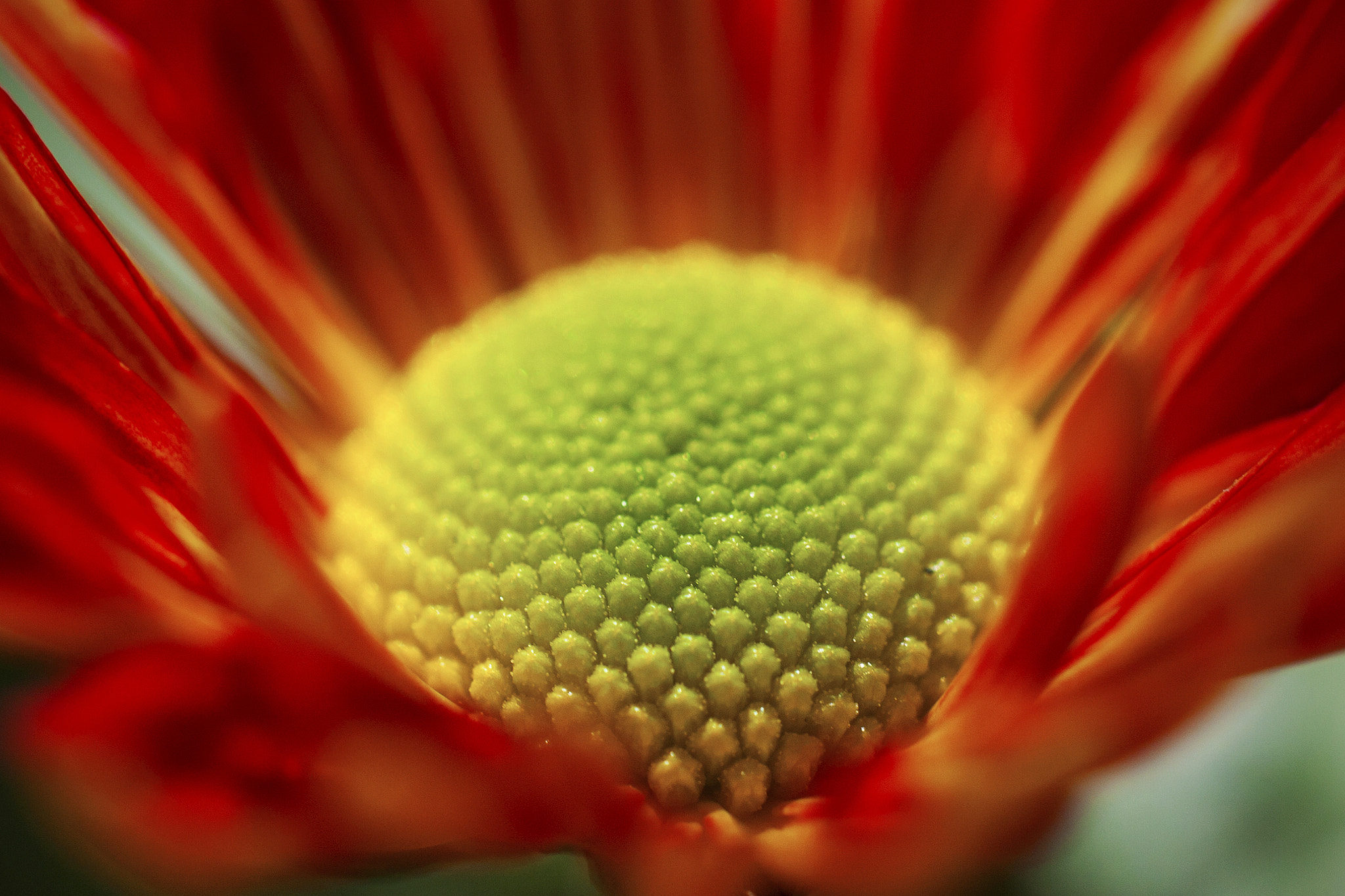 Nikon D2Hs sample photo. Red n yellow photography