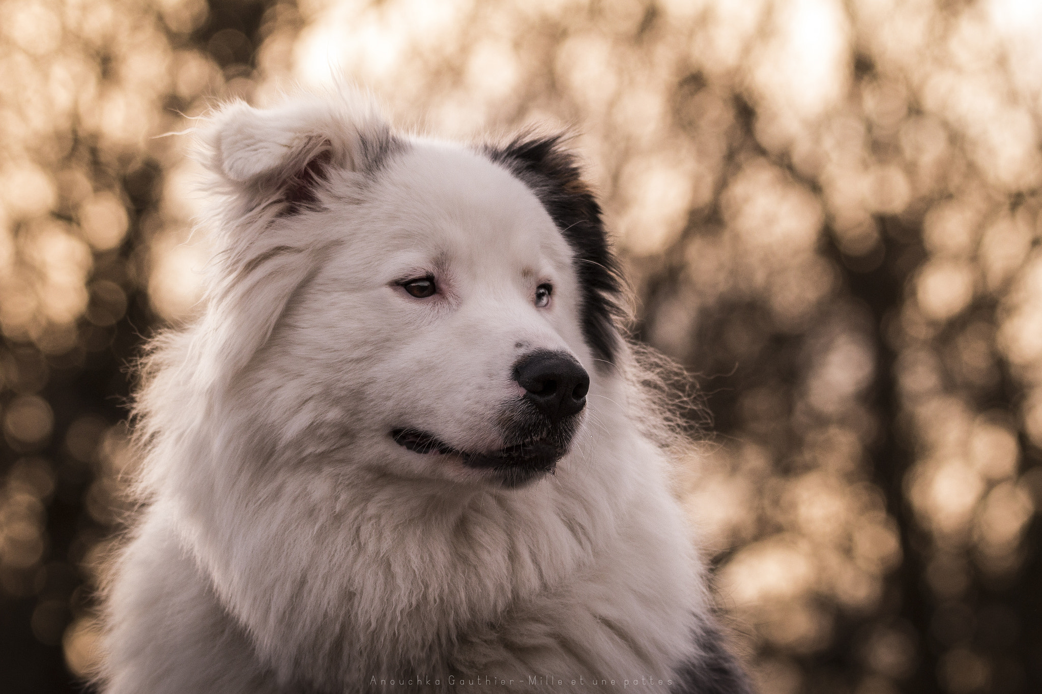 Tamron SP 150-600mm F5-6.3 Di VC USD sample photo. Kiba, australian shepherd photography