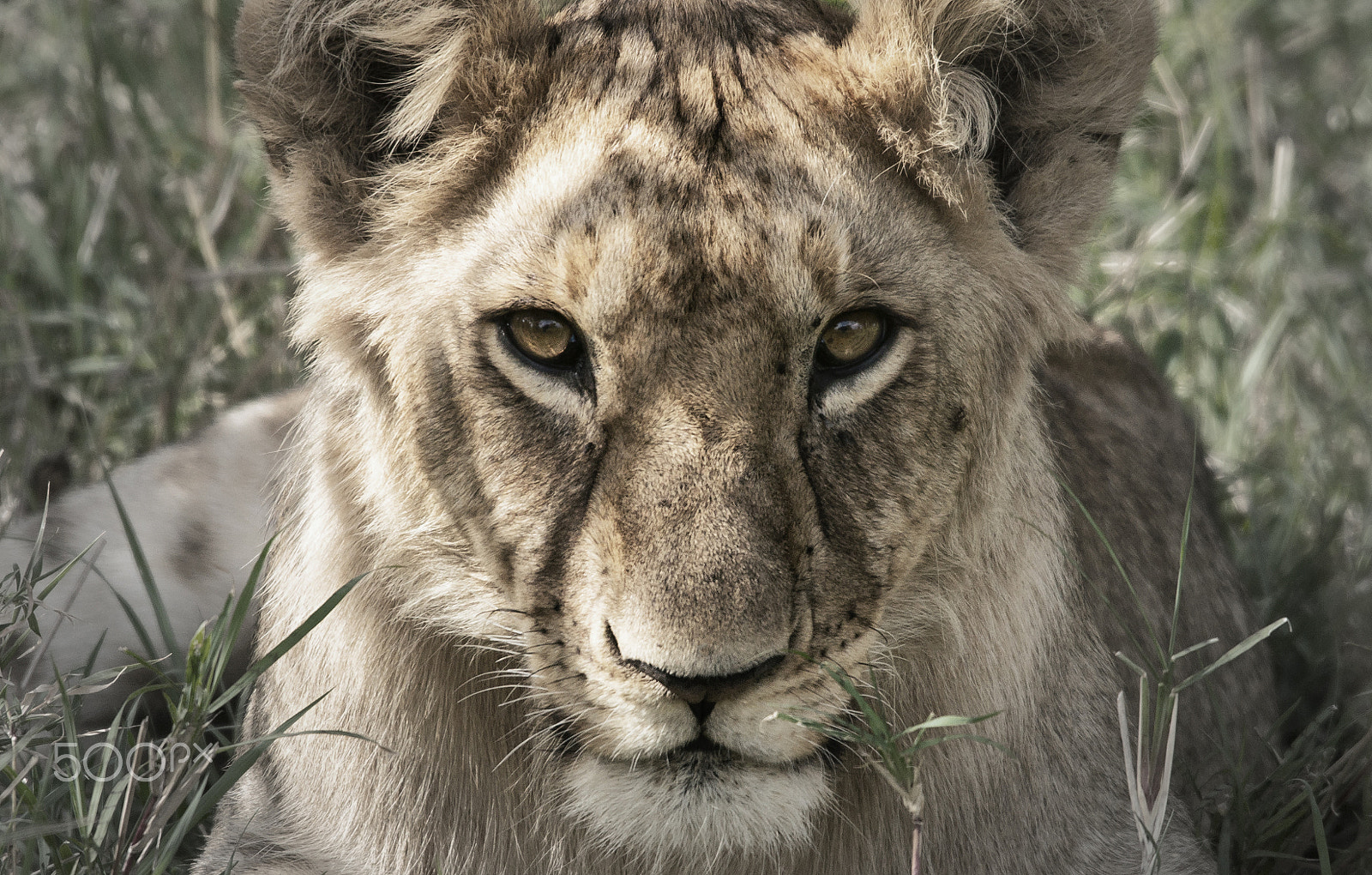 Sony SLT-A55 (SLT-A55V) + Sigma 150-500mm F5-6.3 DG OS HSM sample photo. Kenya - these eyes photography