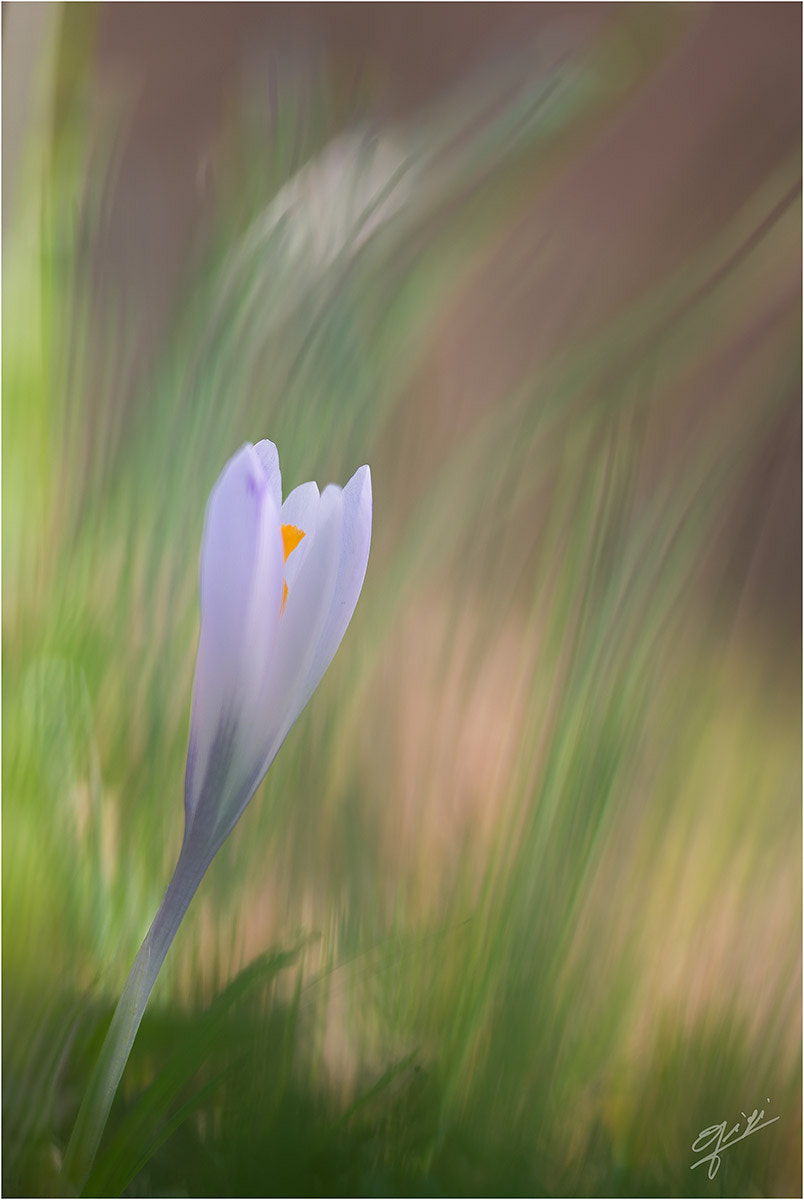 Sigma 150mm F2.8 EX DG OS Macro HSM sample photo. Crocus photography