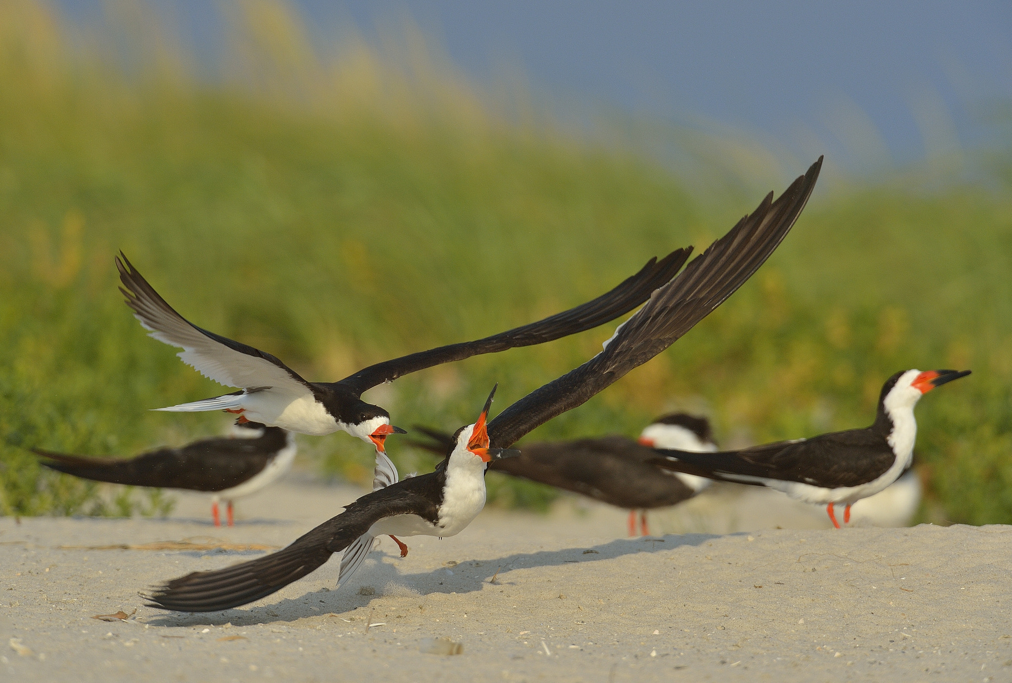 Nikon D4 sample photo. Black skimmer photography