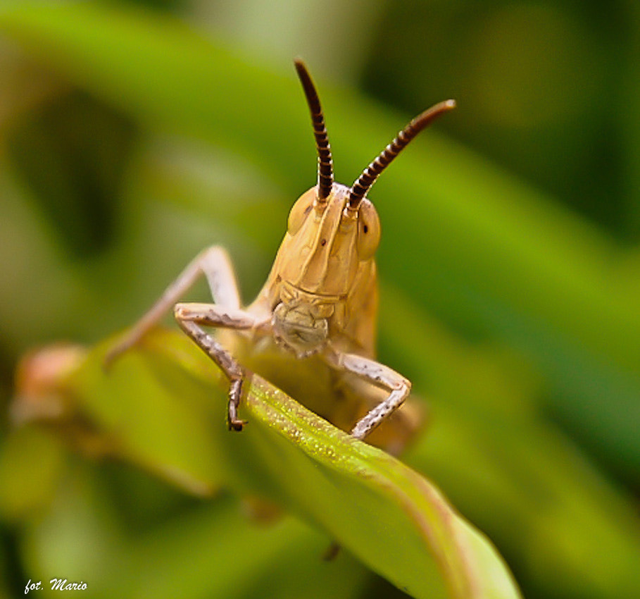 Nikon D7000 + Sigma 50mm F2.8 EX DG Macro sample photo