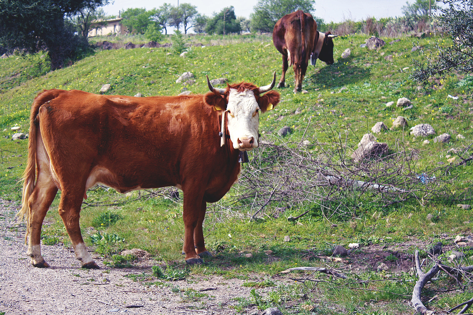 Canon EOS 1000D (EOS Digital Rebel XS / EOS Kiss F) sample photo. Somewhere in sicily photography