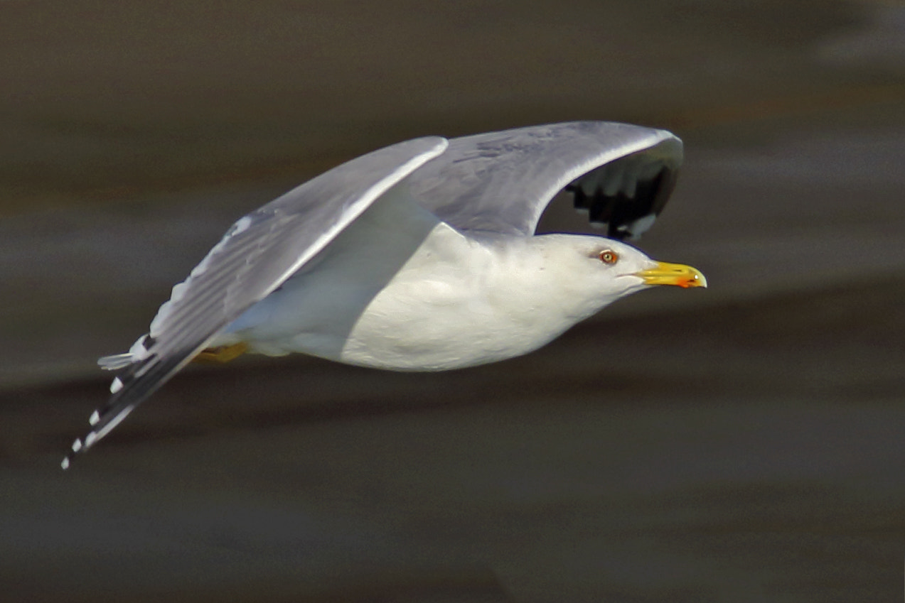 Canon EF 70-200mm F4L IS USM sample photo. Gaviota. photography