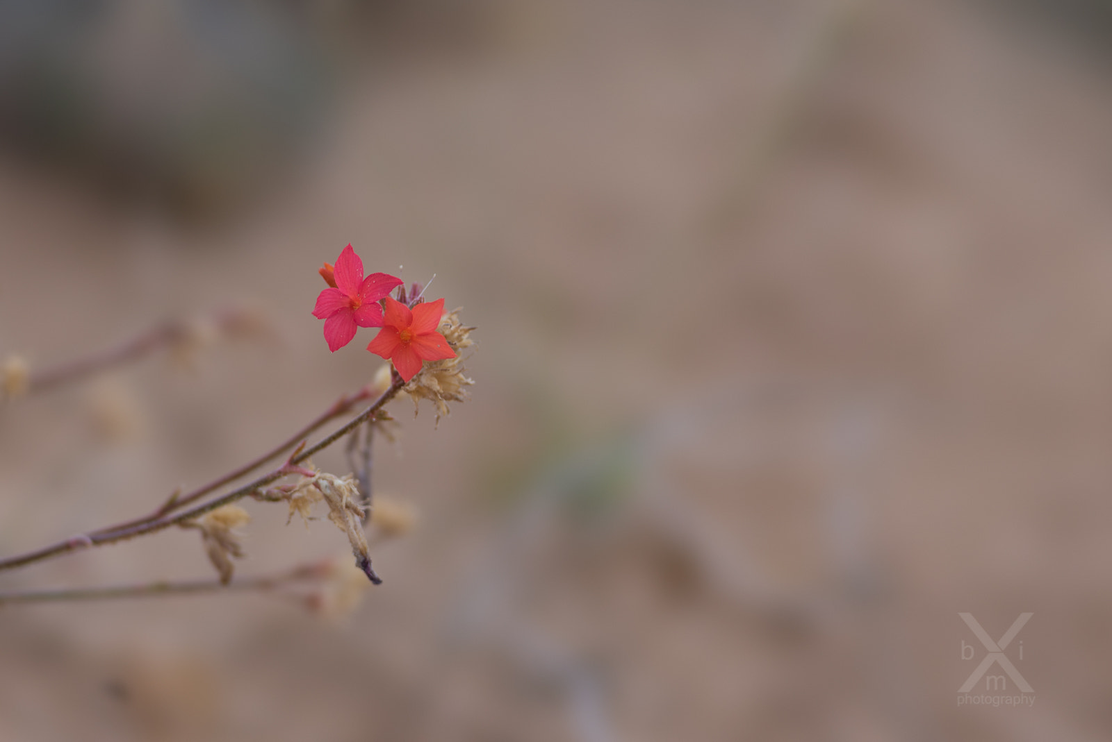 Sony 135mm F2.8 [T4.5] STF sample photo. Flower in a stone world photography