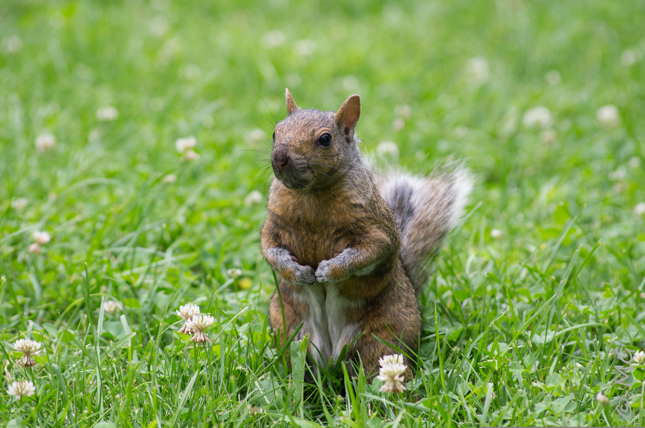 Pentax K-r + Sigma sample photo. Squirrel photography