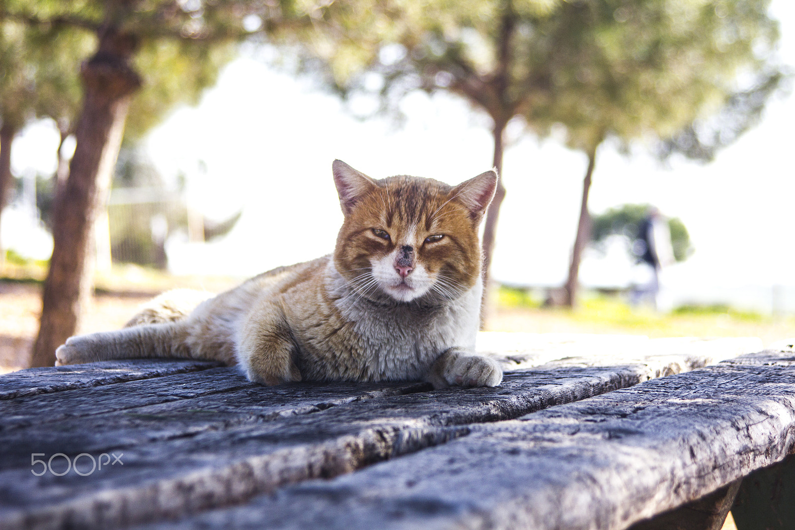 Canon EF 35-105mm f/4.5-5.6 USM sample photo. Cat photography