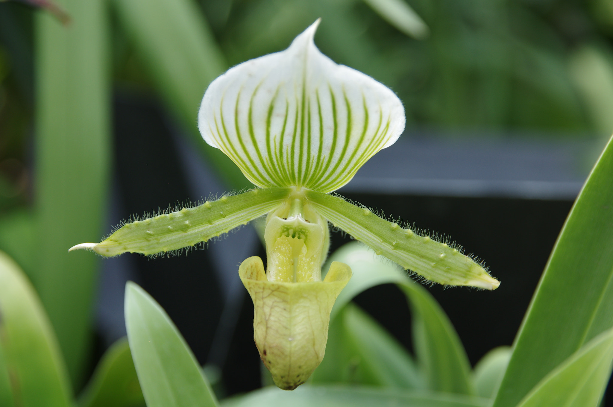 Sigma 17-70mm F2.8-4 DC Macro HSM Contemporary sample photo. Orchid  photography