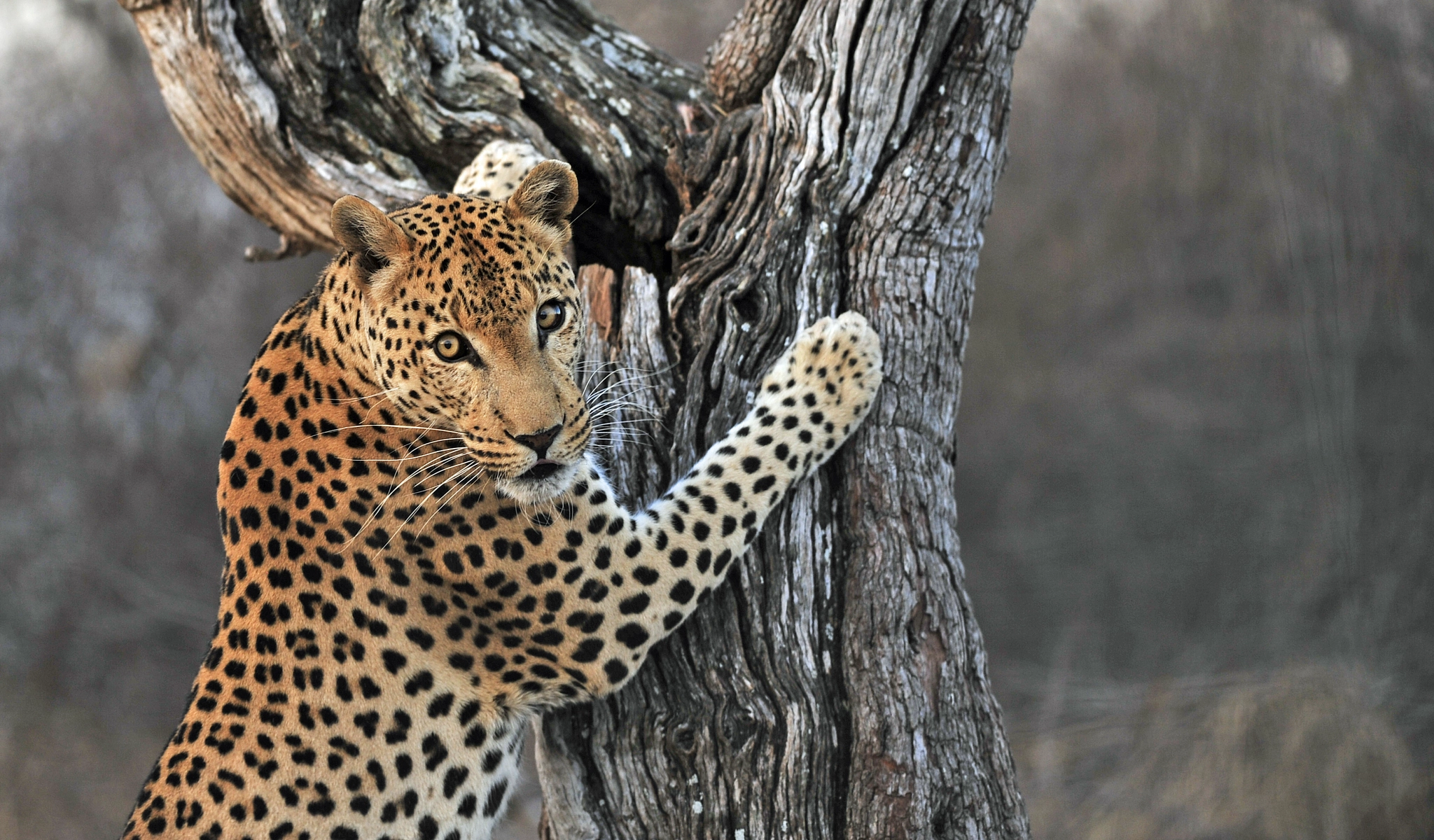 Nikon AF-S Nikkor 200-400mm F4G ED-IF VR sample photo. Beautiful cat photography