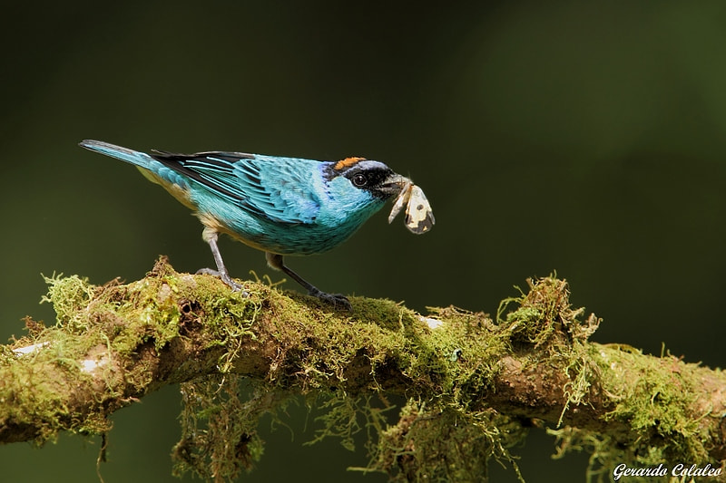 Canon EF 300mm F2.8L IS USM sample photo. Tangara ruficervix - ecuador photography