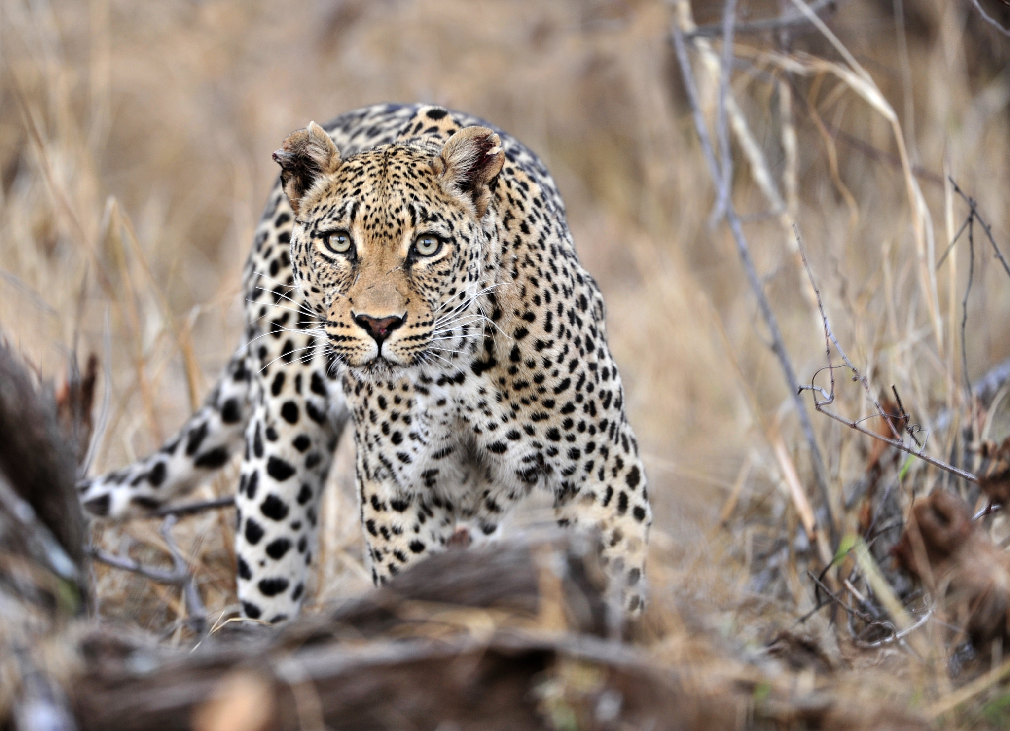 Nikon AF-S Nikkor 200-400mm F4G ED-IF VR sample photo. Don't mess with me photography