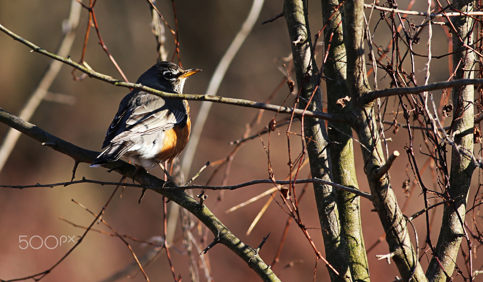 Canon EOS 6D + Canon EF 400mm F5.6L USM sample photo. Robin photography