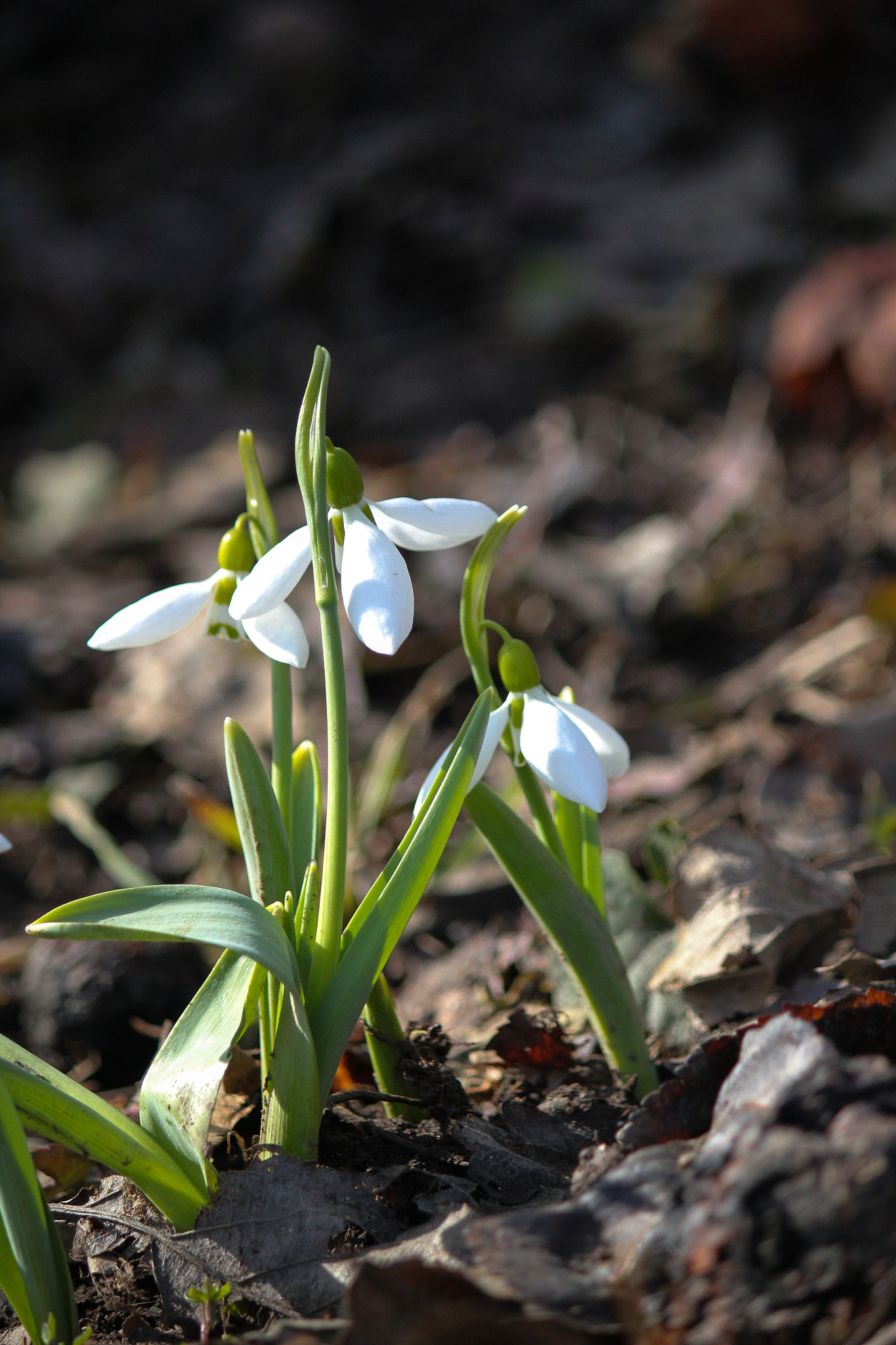 Canon EOS 550D (EOS Rebel T2i / EOS Kiss X4) sample photo. Snowdrops in winter photography