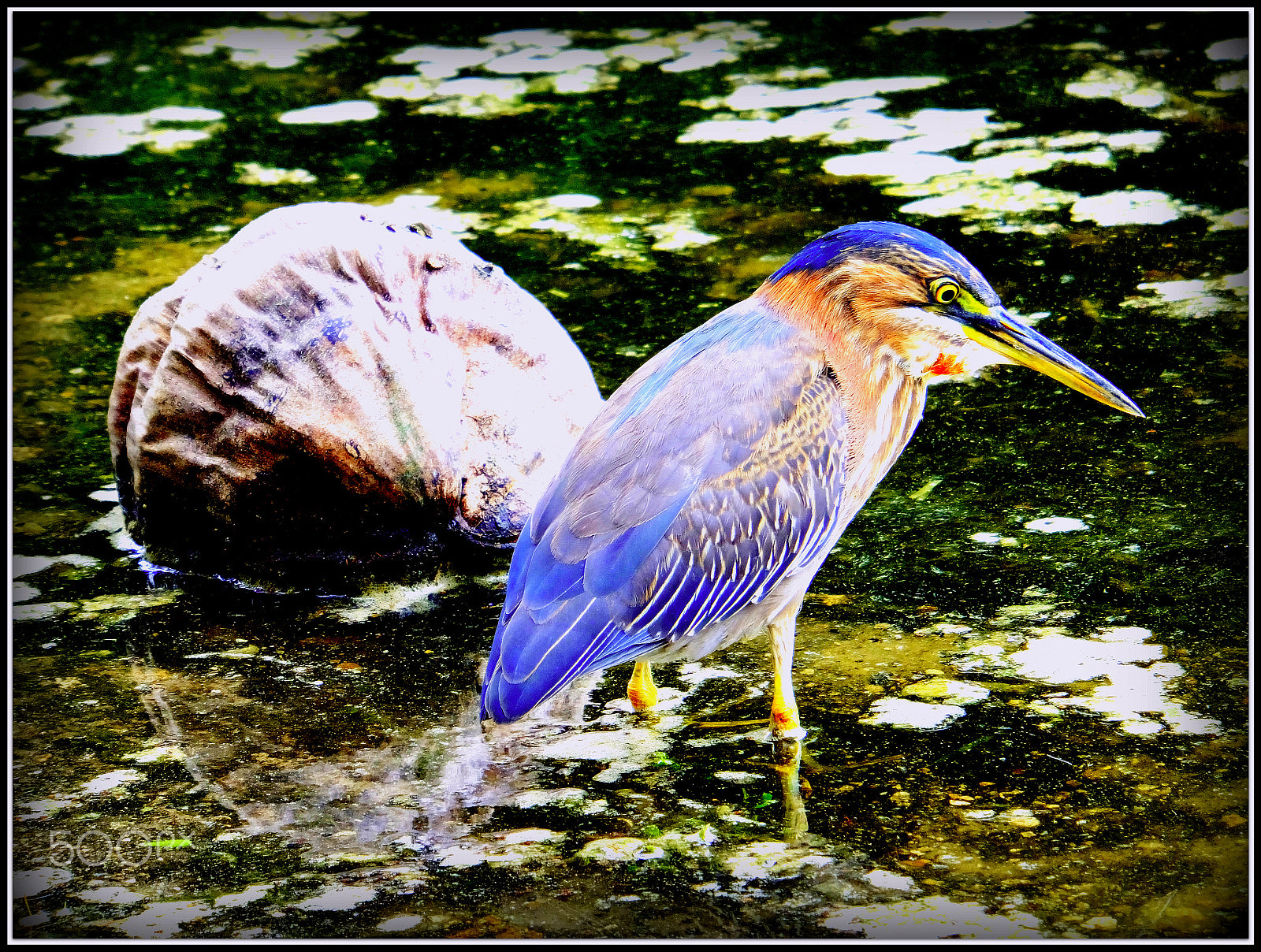 Fujifilm FinePix F850EXR sample photo. Green heron photography