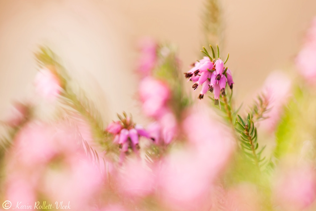 Sigma APO Macro 180mm F2.8 EX DG OS HSM sample photo. Spring heath photography
