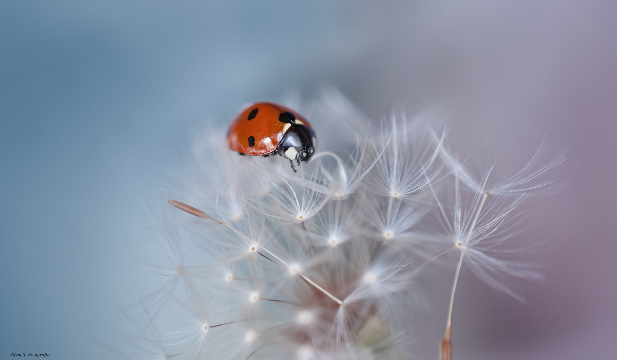 Nikon AF-S DX Micro Nikkor 40mm F2.8 sample photo. Ladybug on soft dandelion photography