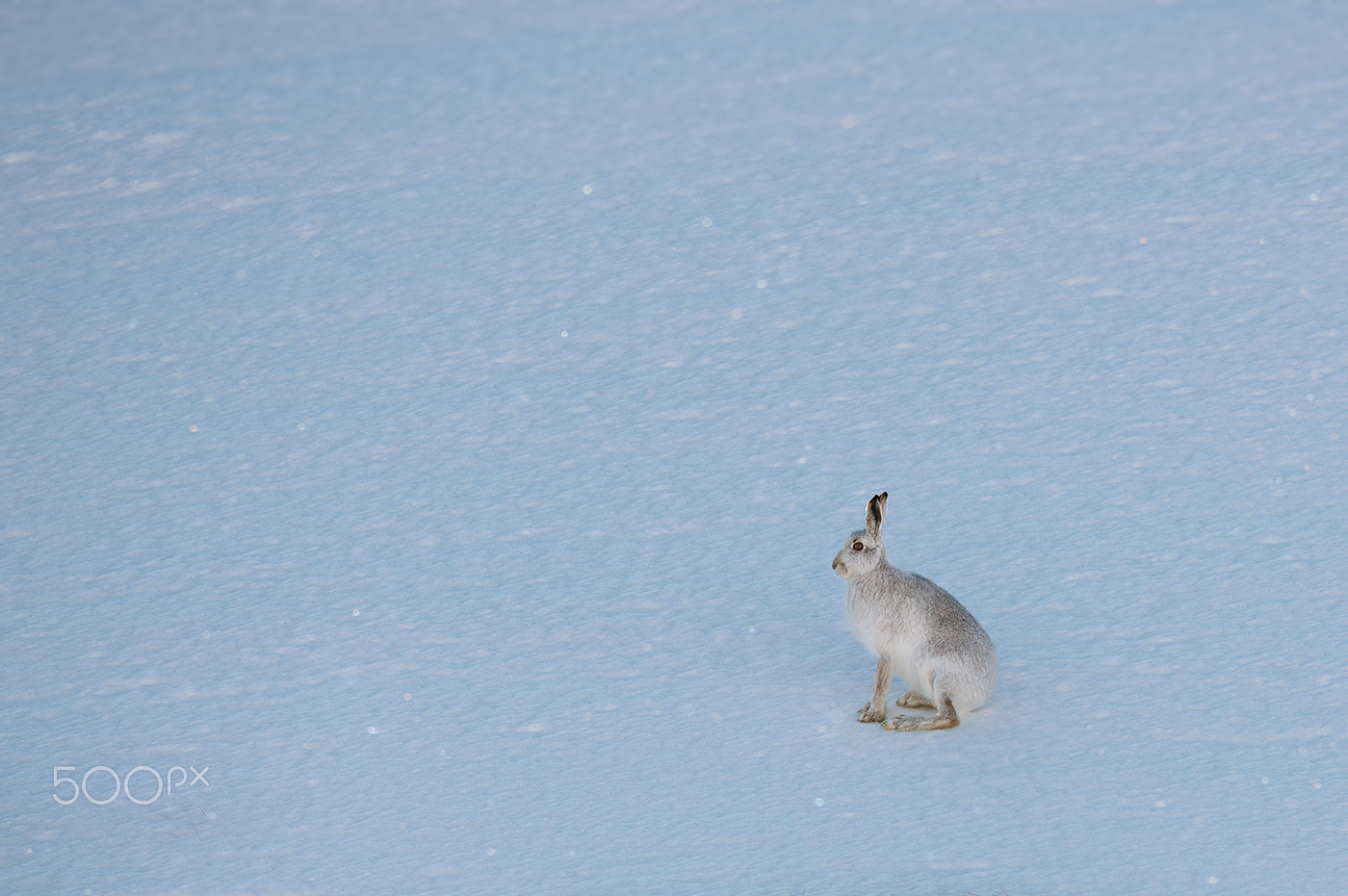 Nikon AF-S Nikkor 200-400mm F4G ED-IF VR sample photo. Mountain hare photography