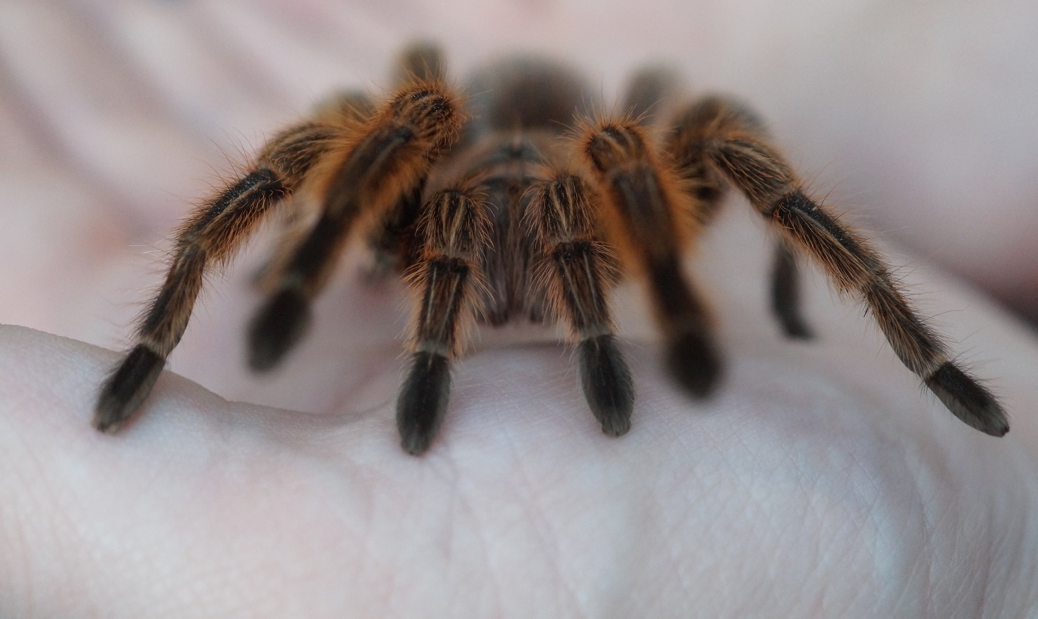Sony SLT-A58 + Sony DT 30mm F2.8 Macro SAM sample photo. Scared yet?? photography