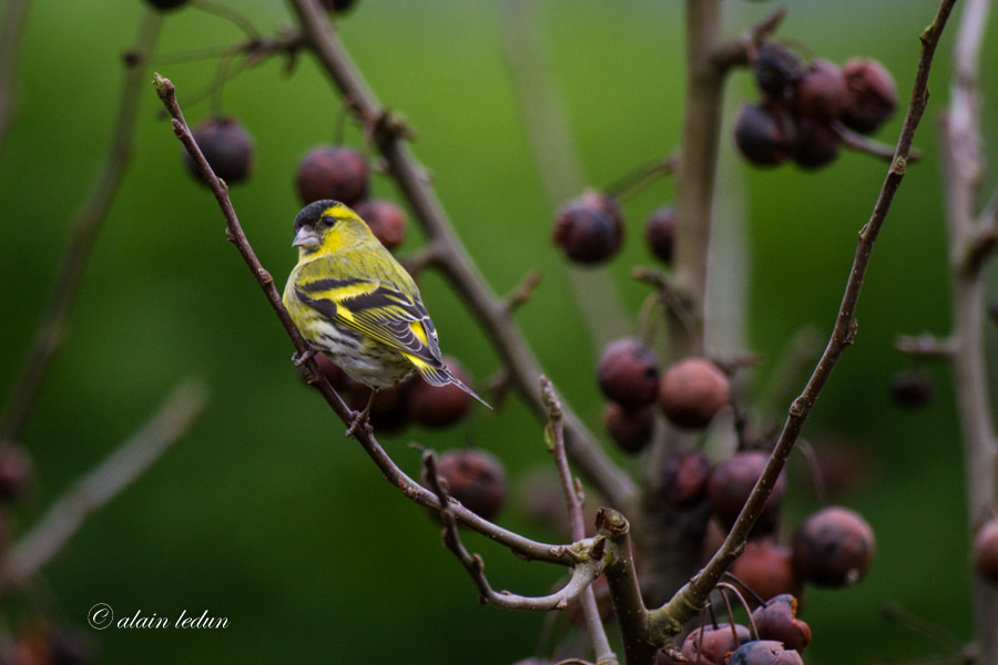 Canon EF 600mm f/4L IS sample photo. Tarin des aulnes photography