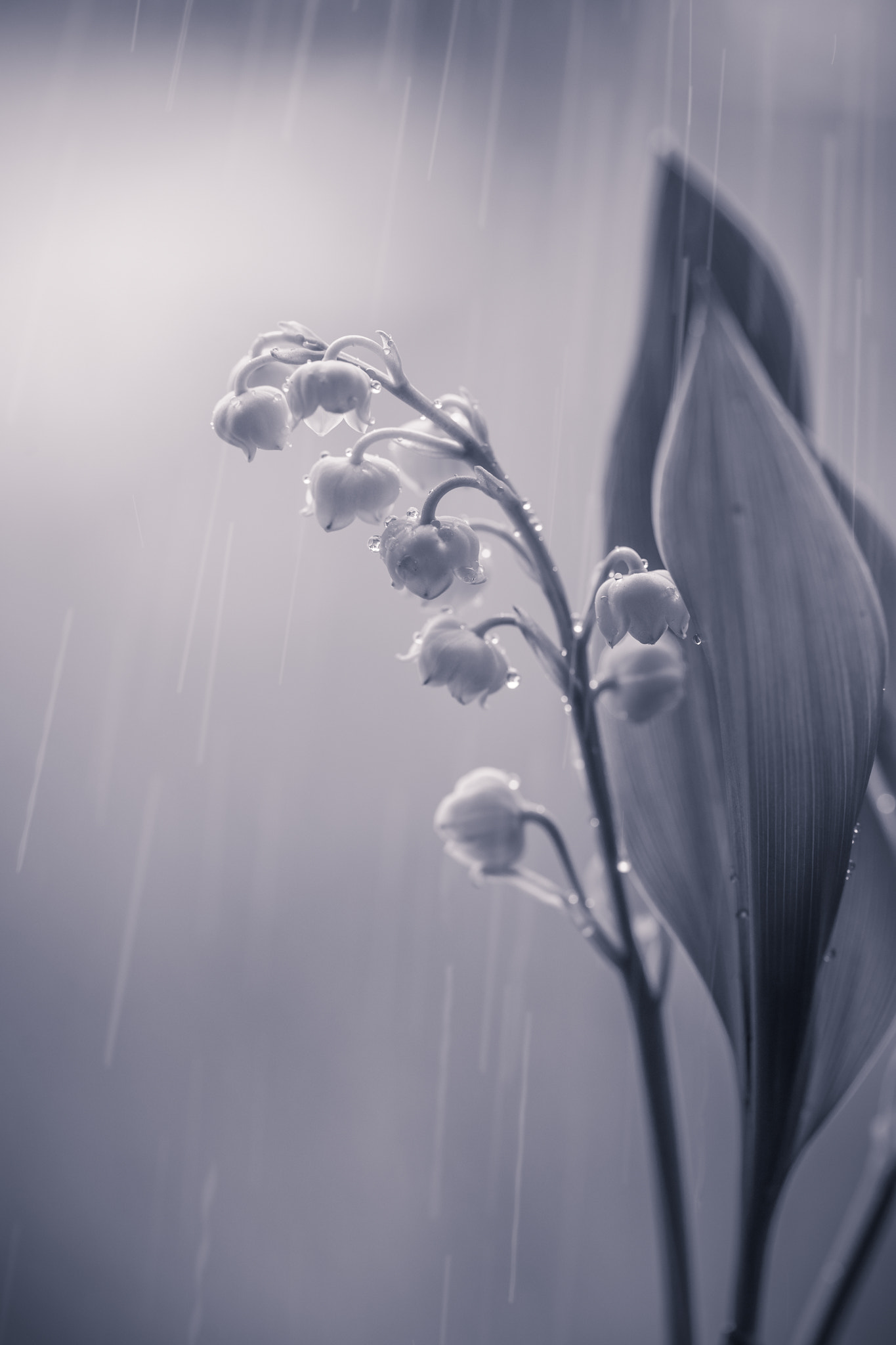 Sony a7 II + Canon EF 100mm F2.8L Macro IS USM sample photo. Melancholy rain... photography