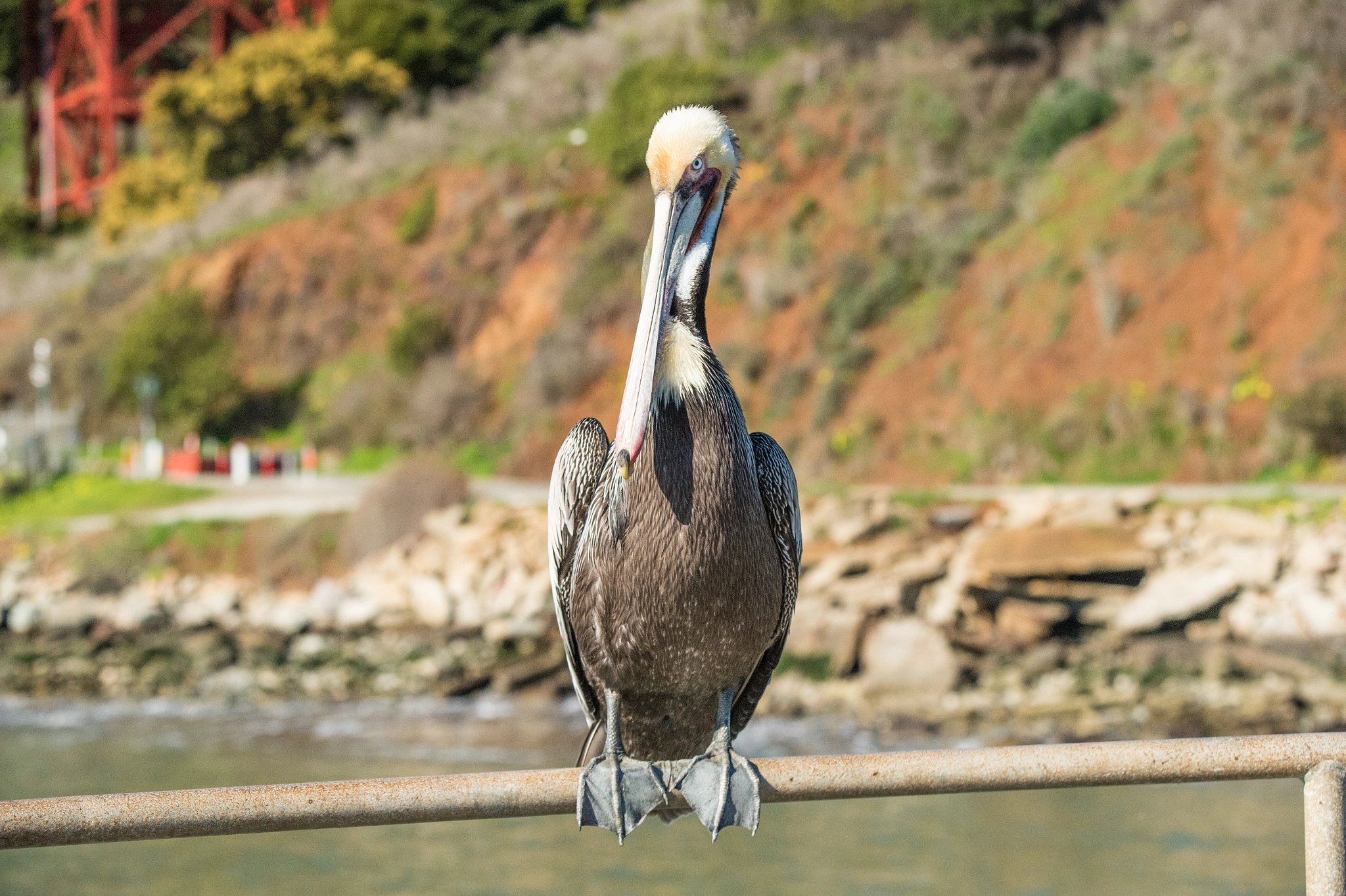 Nikon D4S sample photo. Narcissistic pelican photography