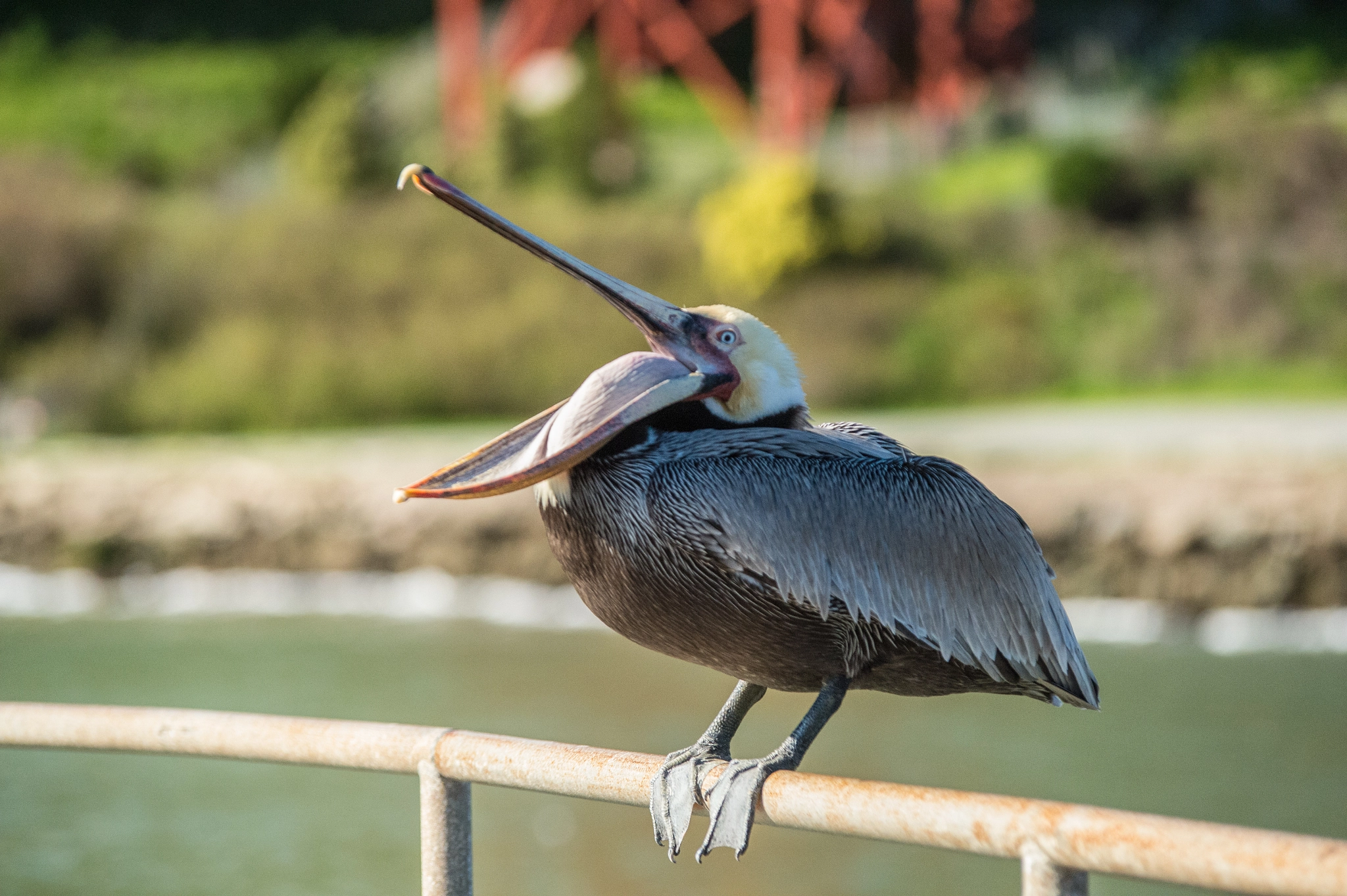 Nikon D4S sample photo. Narcissistic pelican photography