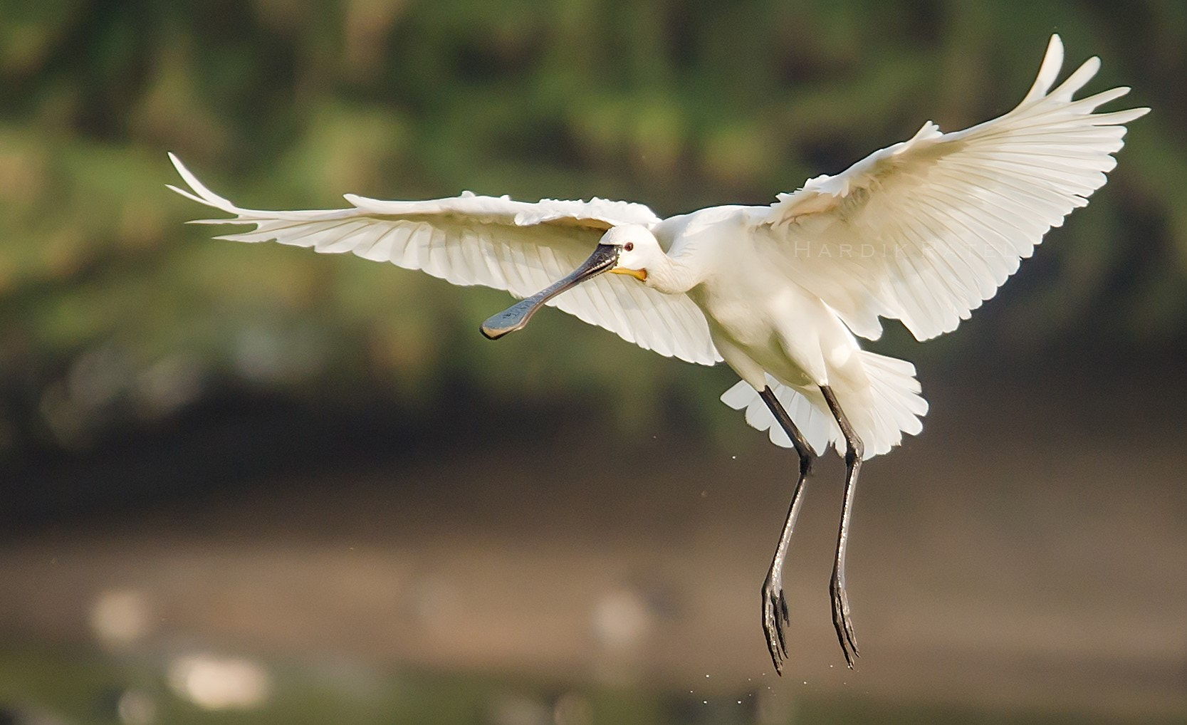 Nikon D4S sample photo. The landing.. photography