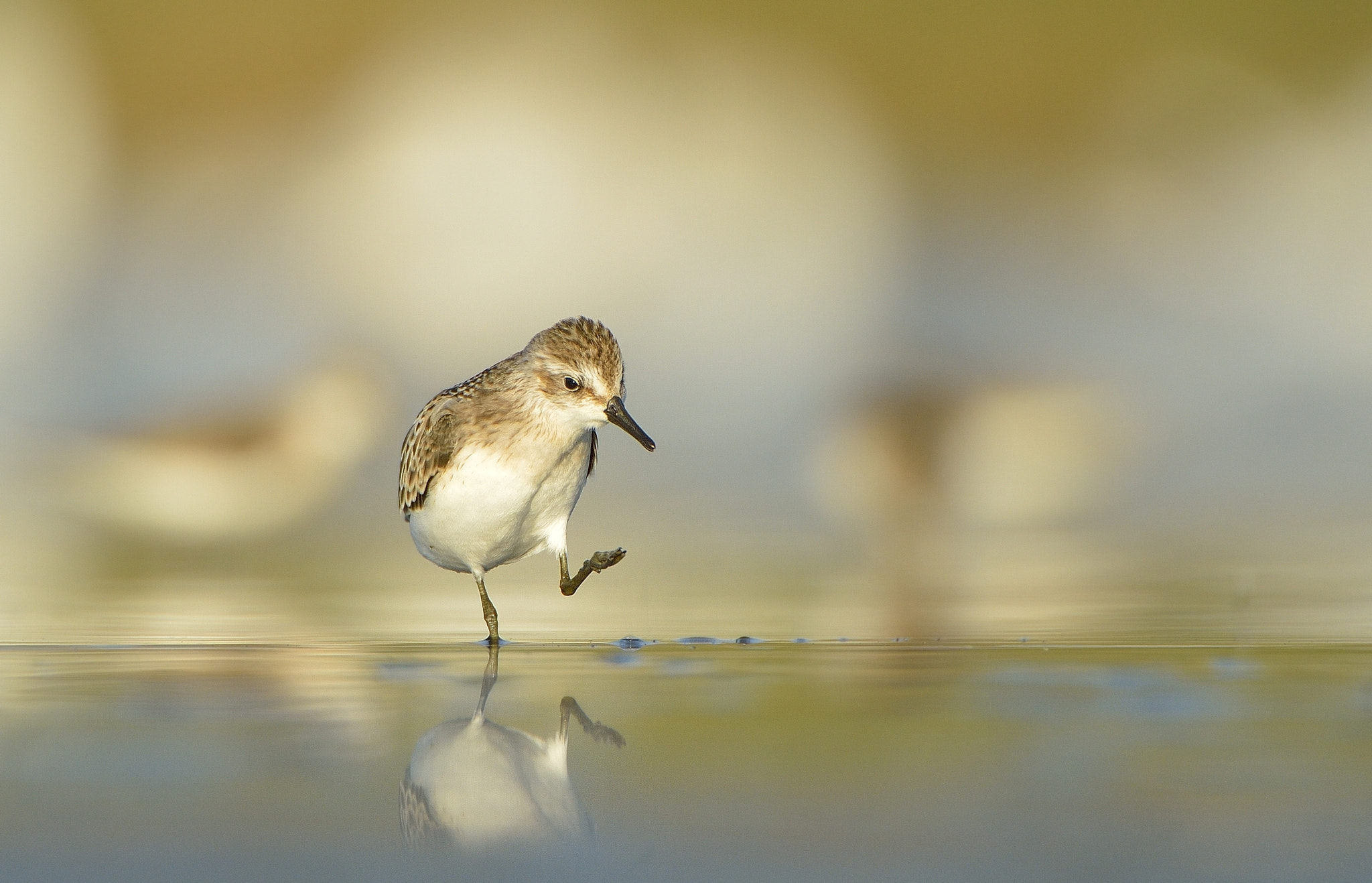 Nikon AF-S Nikkor 200-400mm F4G ED-IF VR sample photo. Western sandpiper photography