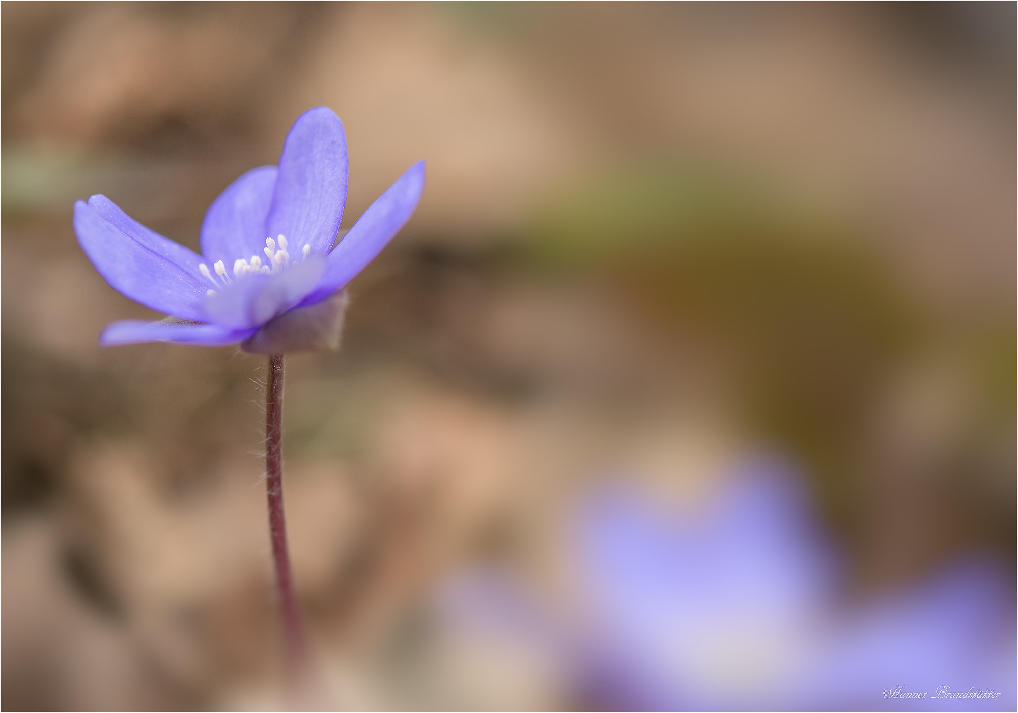 Nikon AF-S Micro-Nikkor 60mm F2.8G ED sample photo. Leberblümchen photography