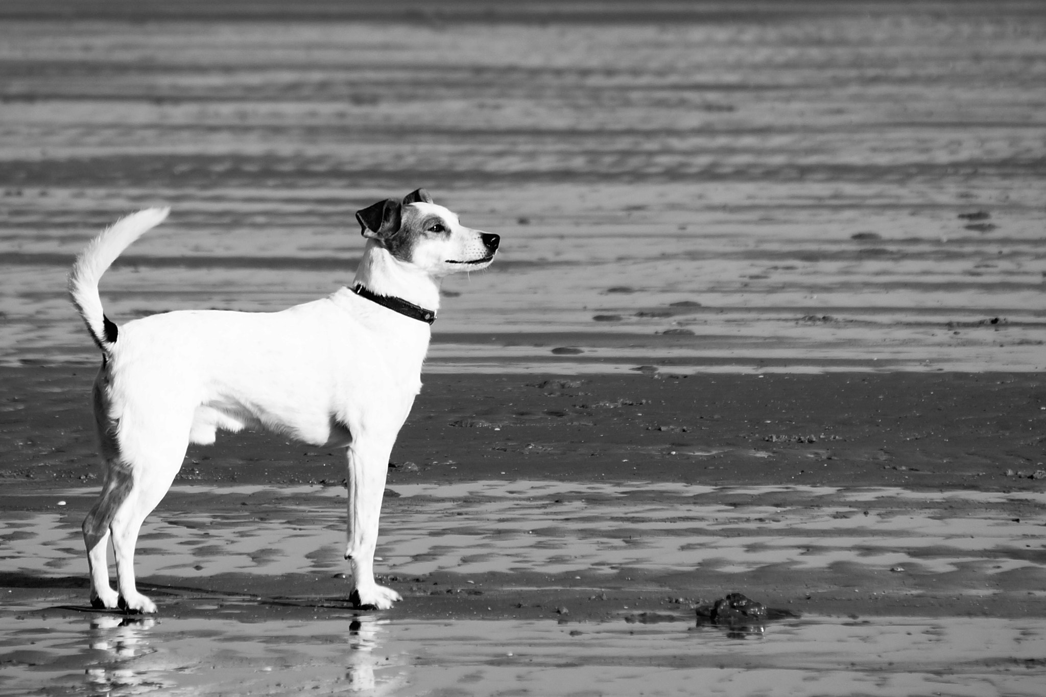 Sony E 55-210mm F4.5-6.3 OSS sample photo. Egmond - nl photography