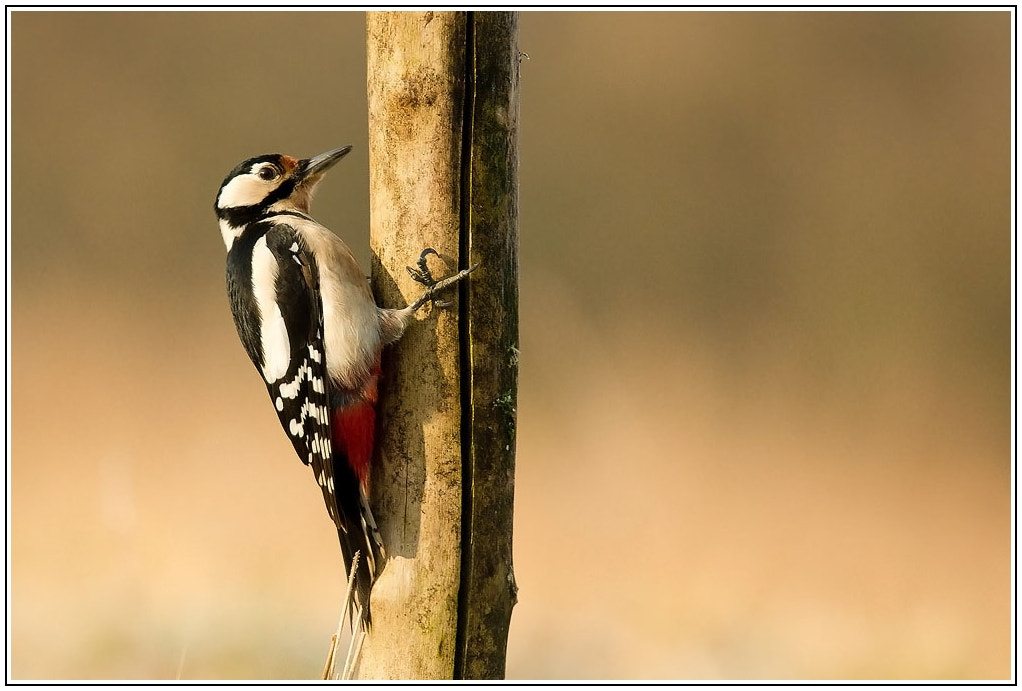 Sony Alpha DSLR-A550 + Sigma 30mm F1.4 EX DC HSM sample photo. The great spotted woodpecker photography