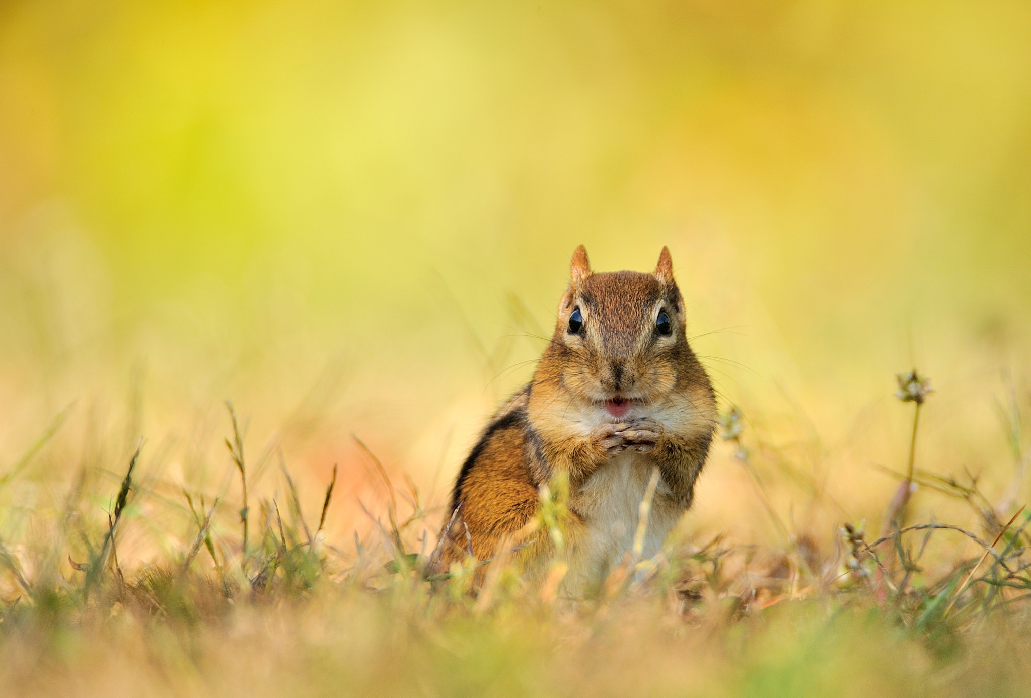 Nikon AF-S Nikkor 200-400mm F4G ED-IF VR sample photo. Least chipmunk photography
