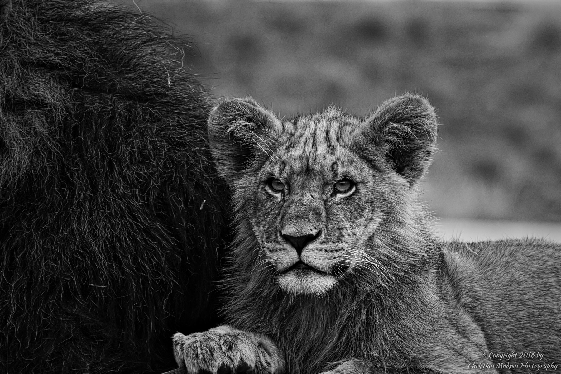 Canon EF 70-200mm F2.8L IS II USM sample photo. Lion cub next to daddy's mane photography
