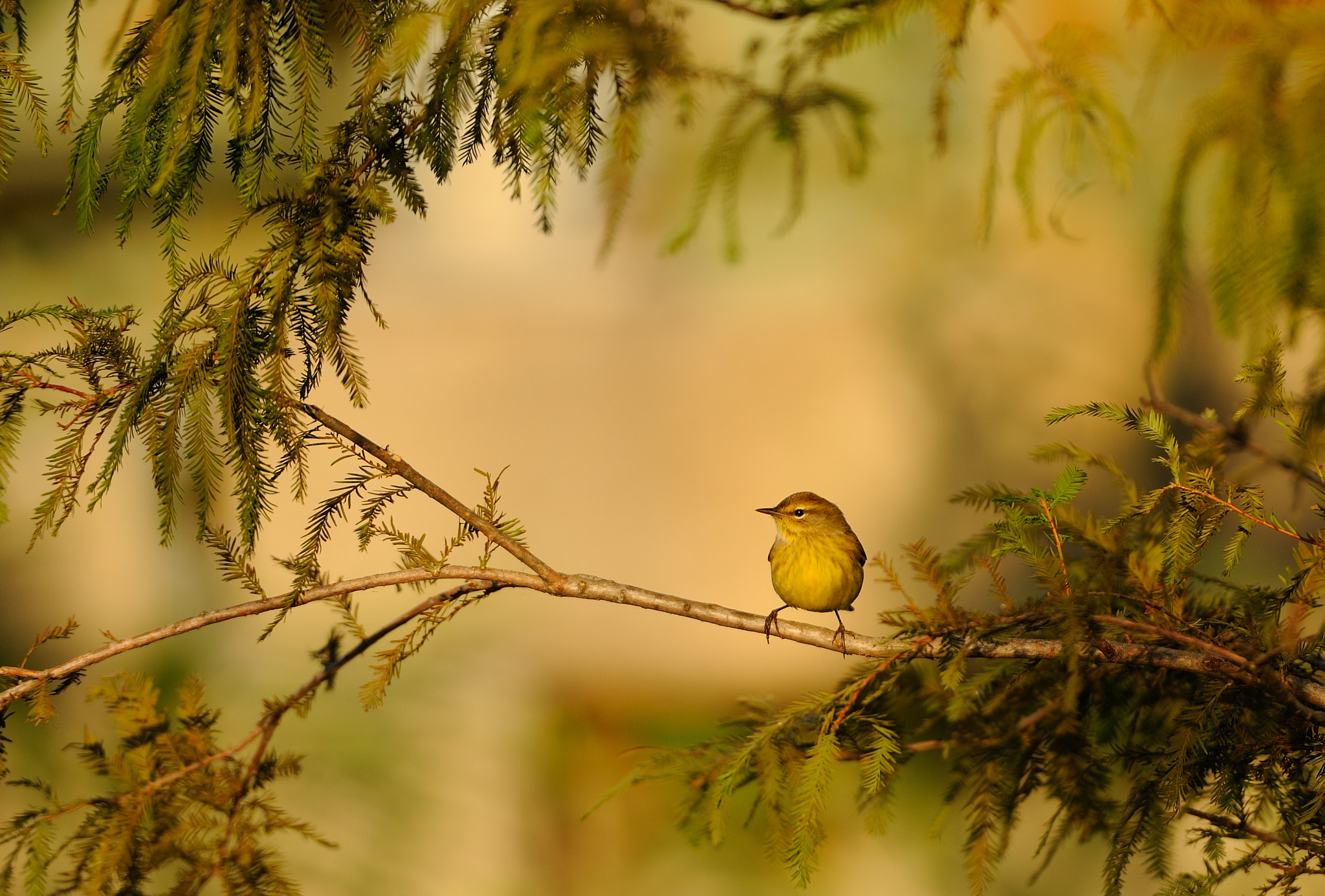 Nikon AF-S Nikkor 200-400mm F4G ED-IF VR sample photo. Pine warbler (setophaga pinus) photography