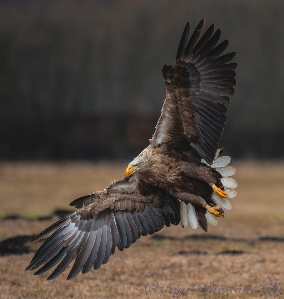 Nikon D800 + Sigma 500mm F4.5 EX DG HSM sample photo. Aquile di mare (haliaeetus albicilla) photography