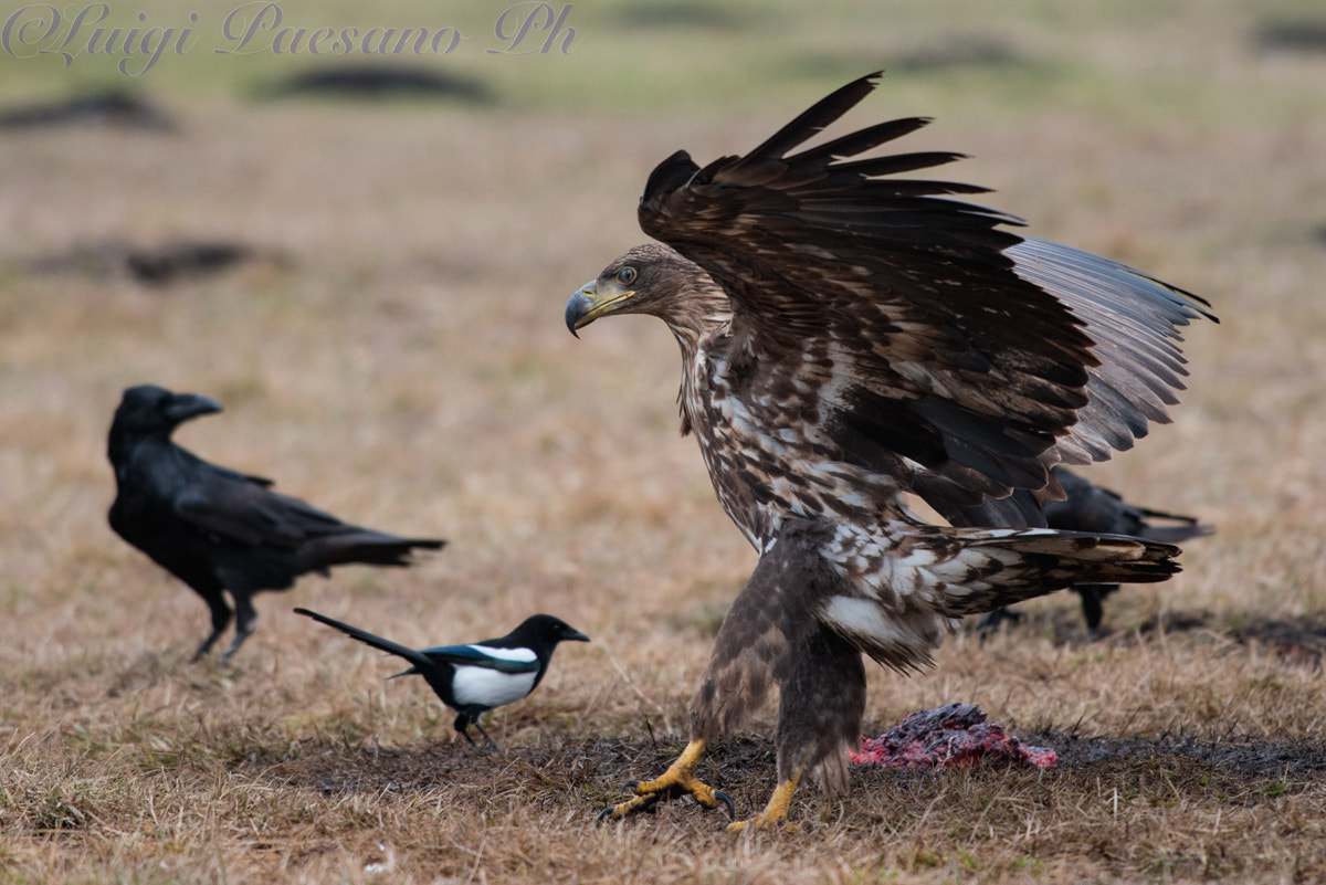 Nikon D800 + Sigma 500mm F4.5 EX DG HSM sample photo. Aquile di mare (haliaeetus albicilla) photography