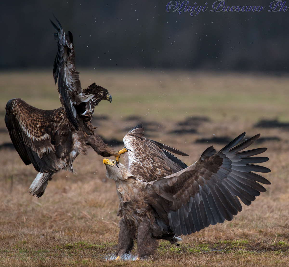 Nikon D800 + Sigma 500mm F4.5 EX DG HSM sample photo. Aquile di mare (haliaeetus albicilla) photography