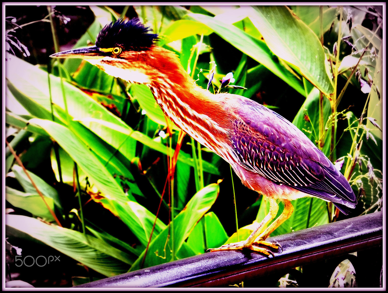 Fujifilm FinePix F850EXR sample photo. Green heron. butorides striatus. photography