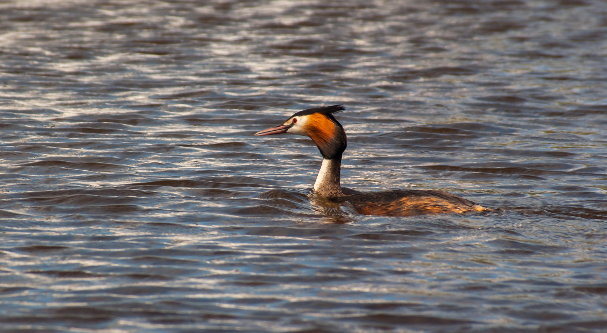 Sony Alpha DSLR-A300 sample photo. The great crested grebe photography